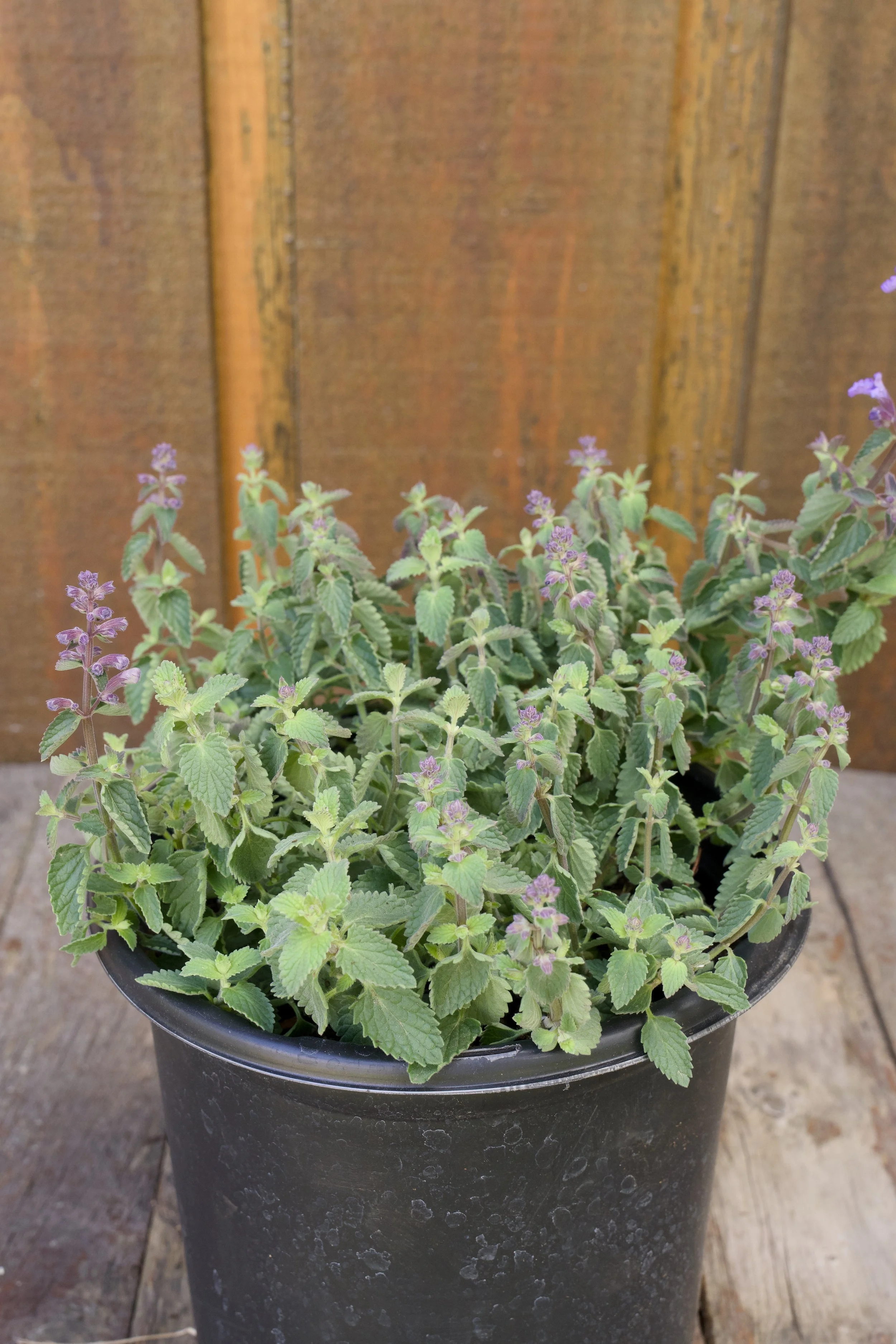 Nepeta faassenii ‘Kitten Around’.jpg