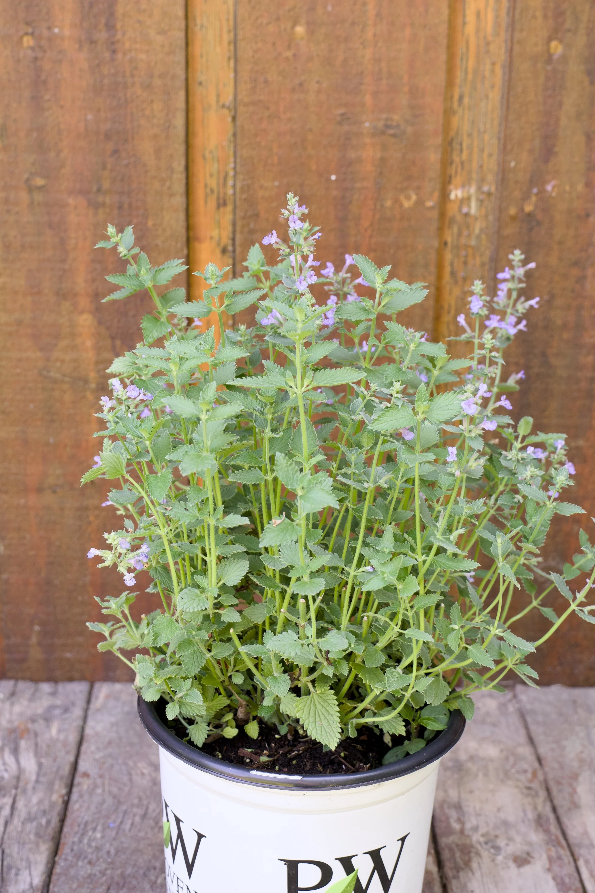 Nepeta faassenii ‘Cat’s Meow’.jpg