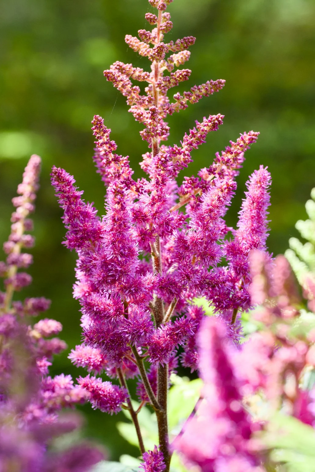 Astilbe chinensis 'Vision in Red'