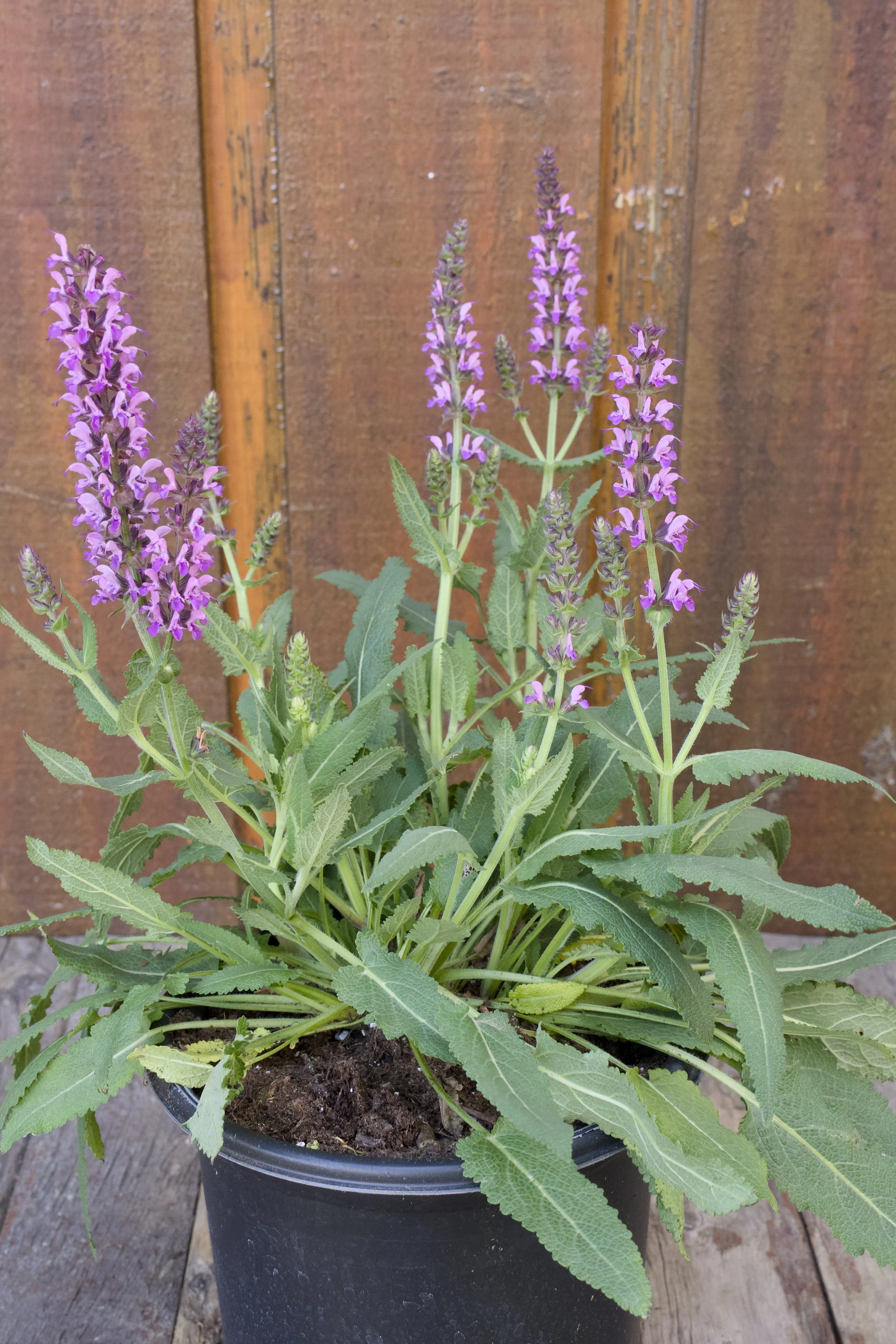Salvia nemorosa ‘Bumbleberry’.jpg