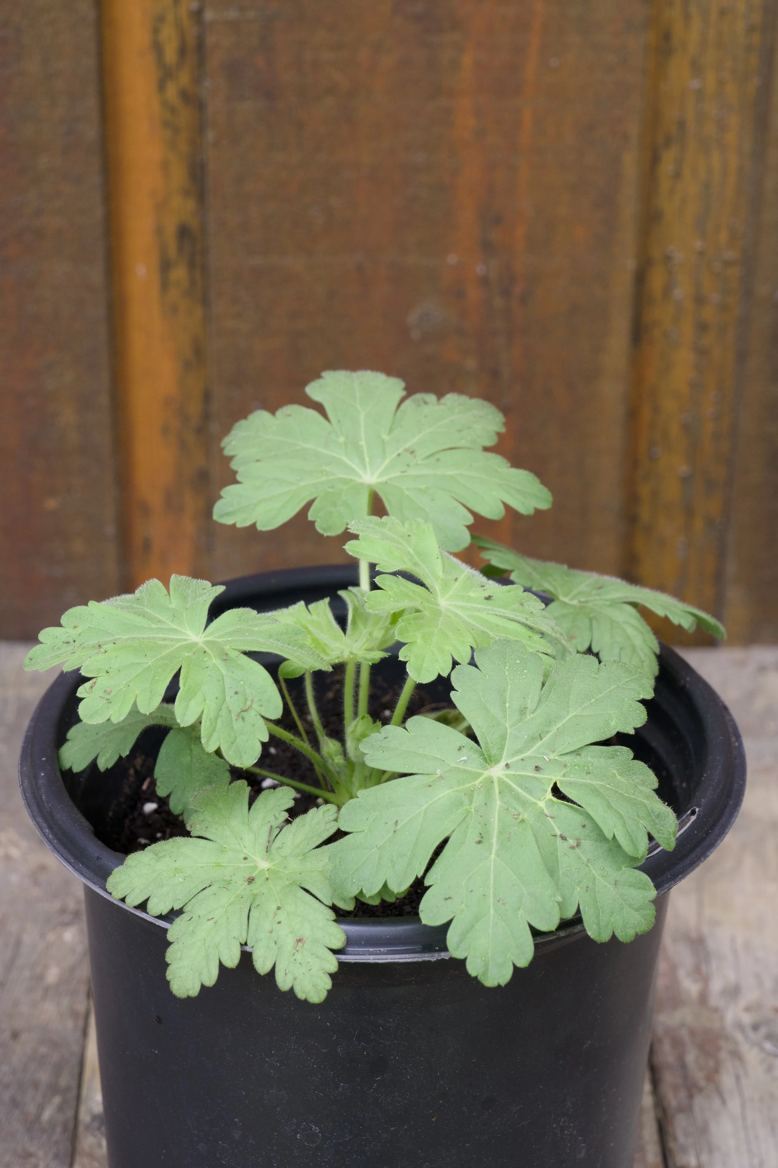 Geranium macrorrhizum 'Spessart'