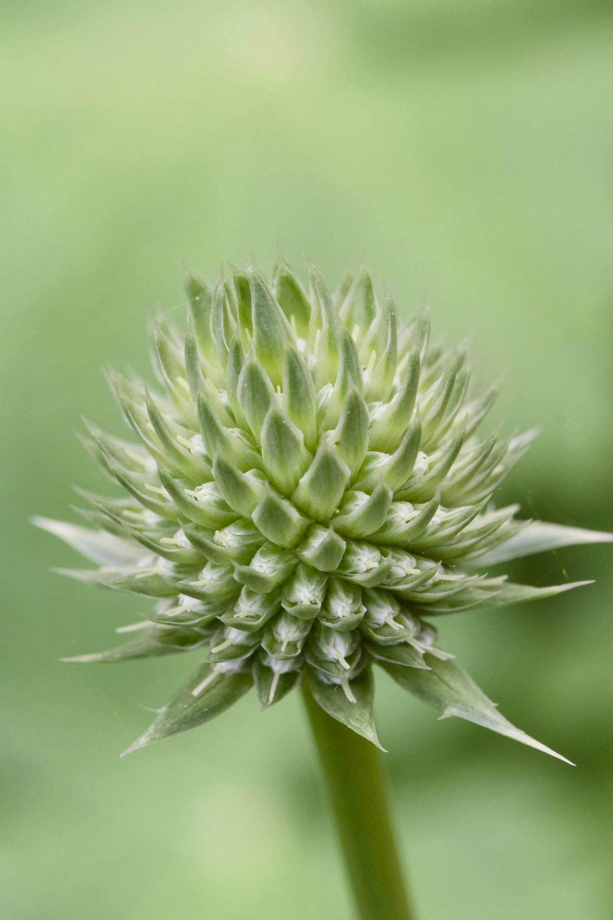 Eryngium yuccifolium