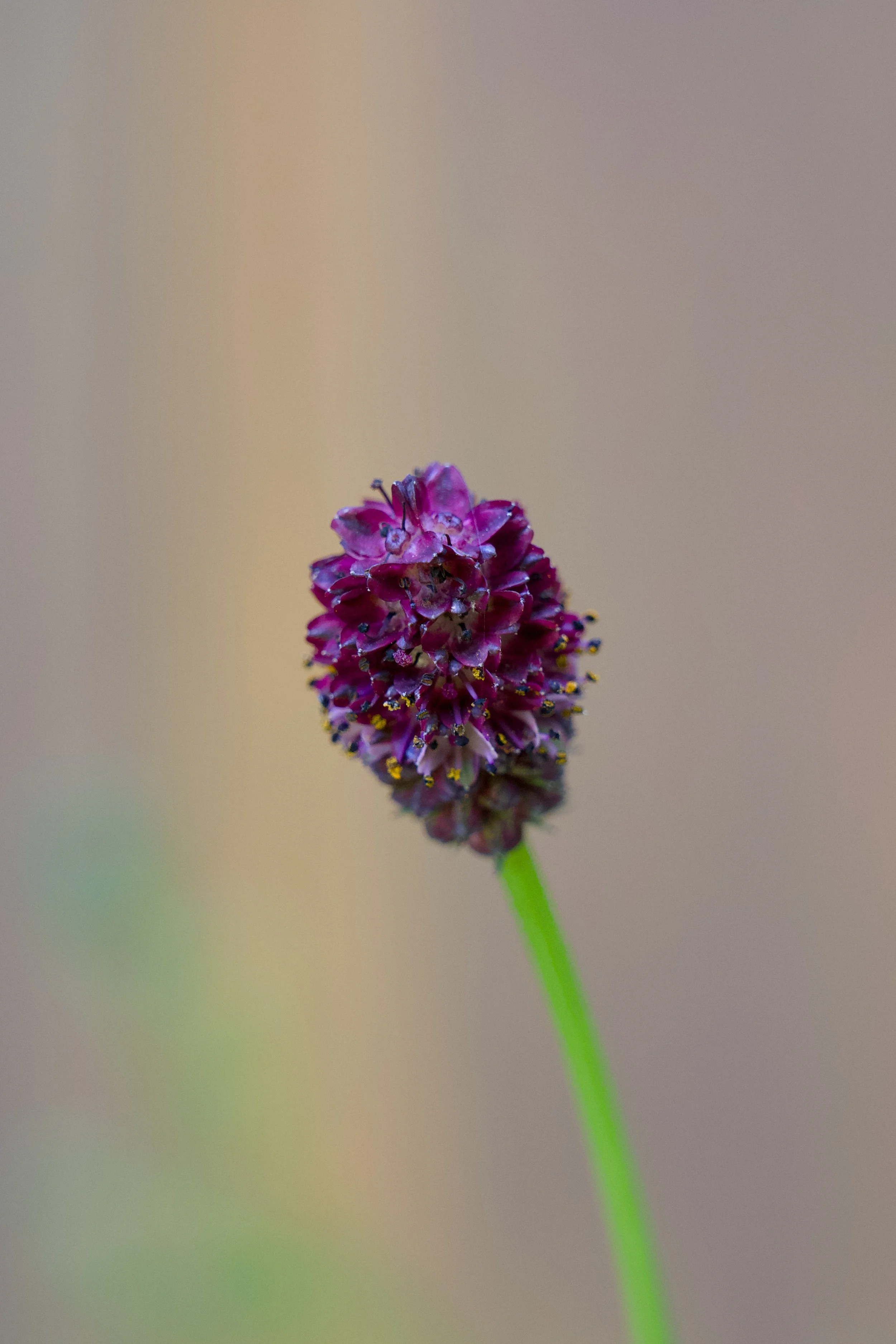 Sanguisorba officinalis 'Tanna'