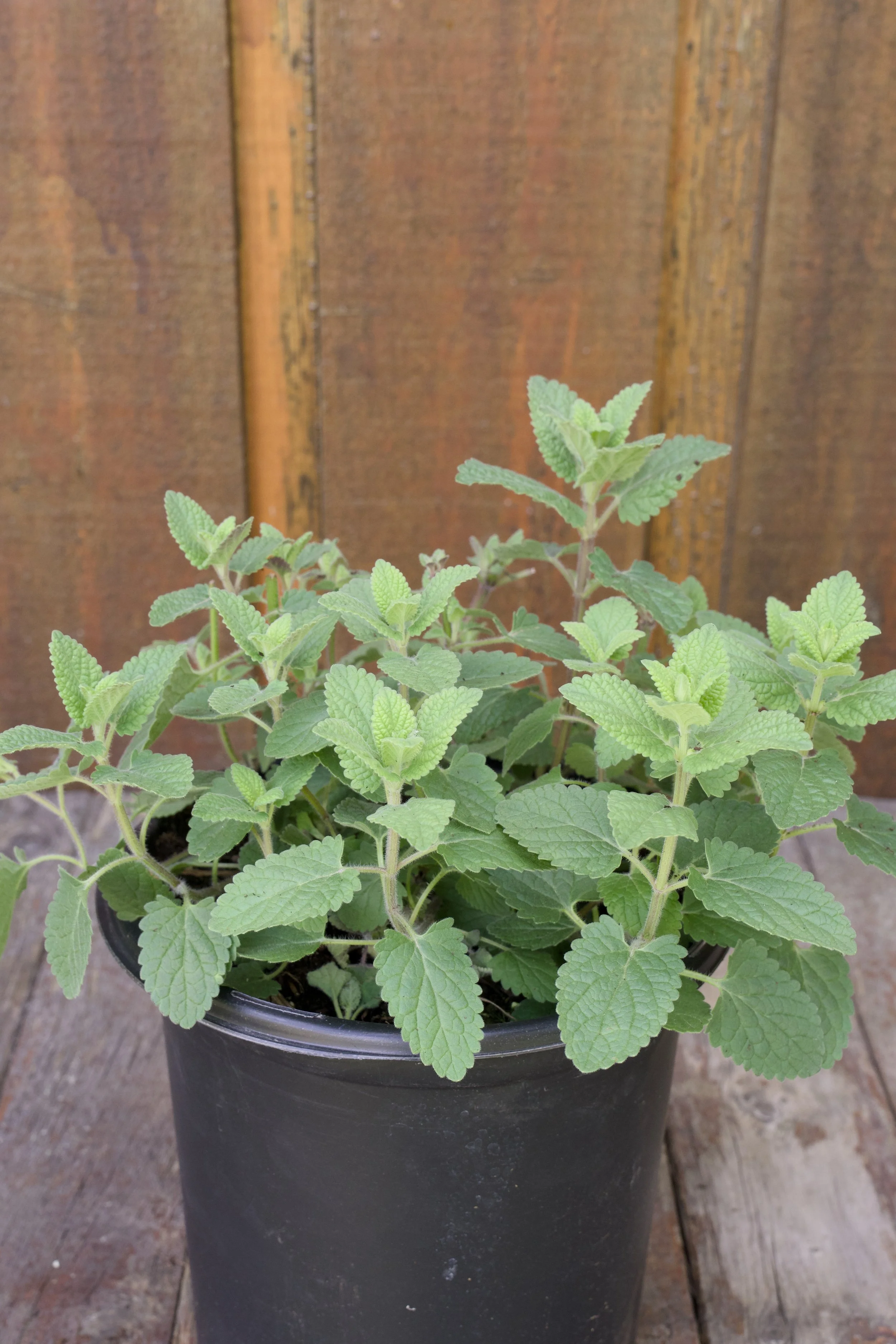 Nepeta faassenii ‘Whispurr Pink’.jpg