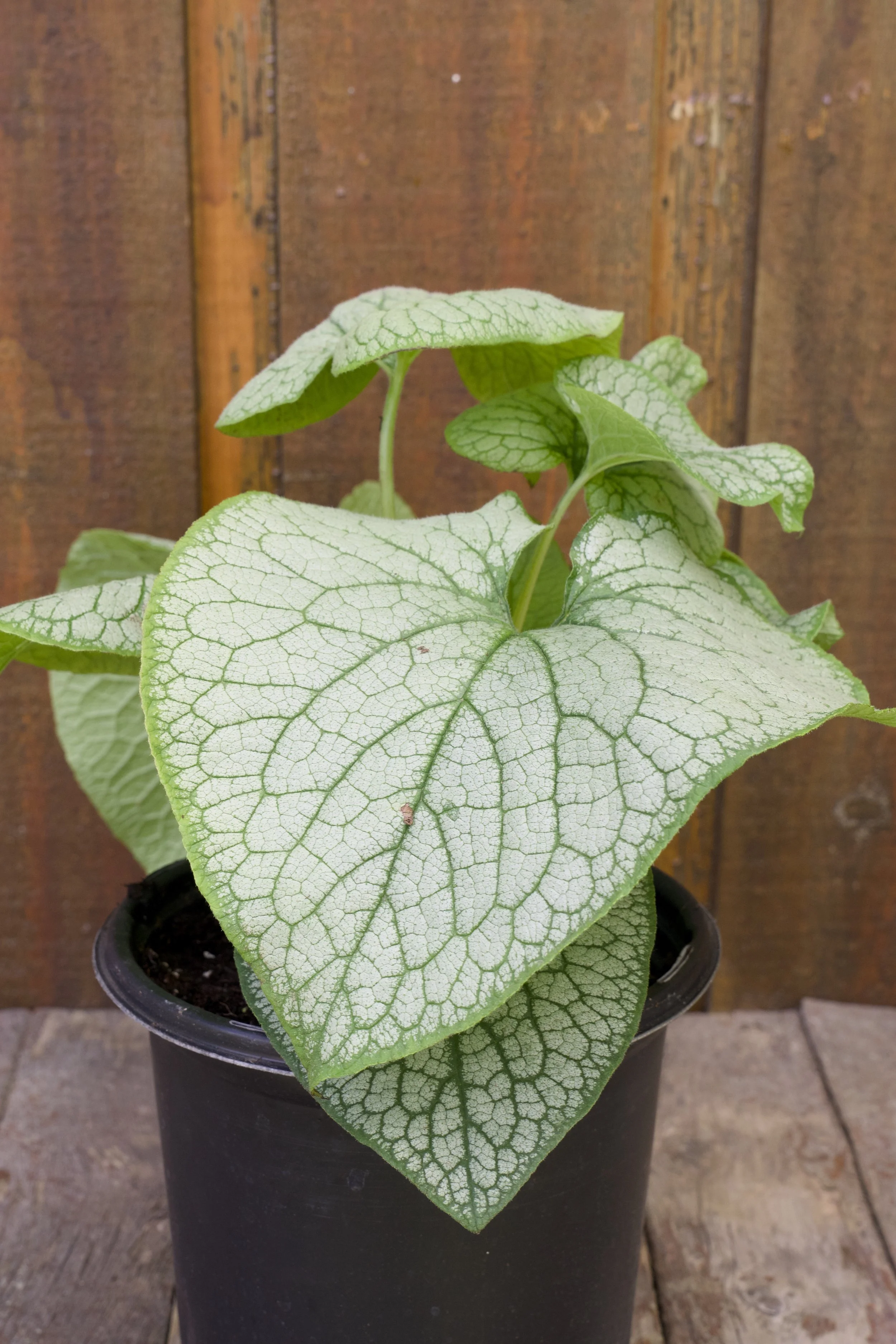 Brunnera macrophylla ‘Alexander’s Great’.jpg