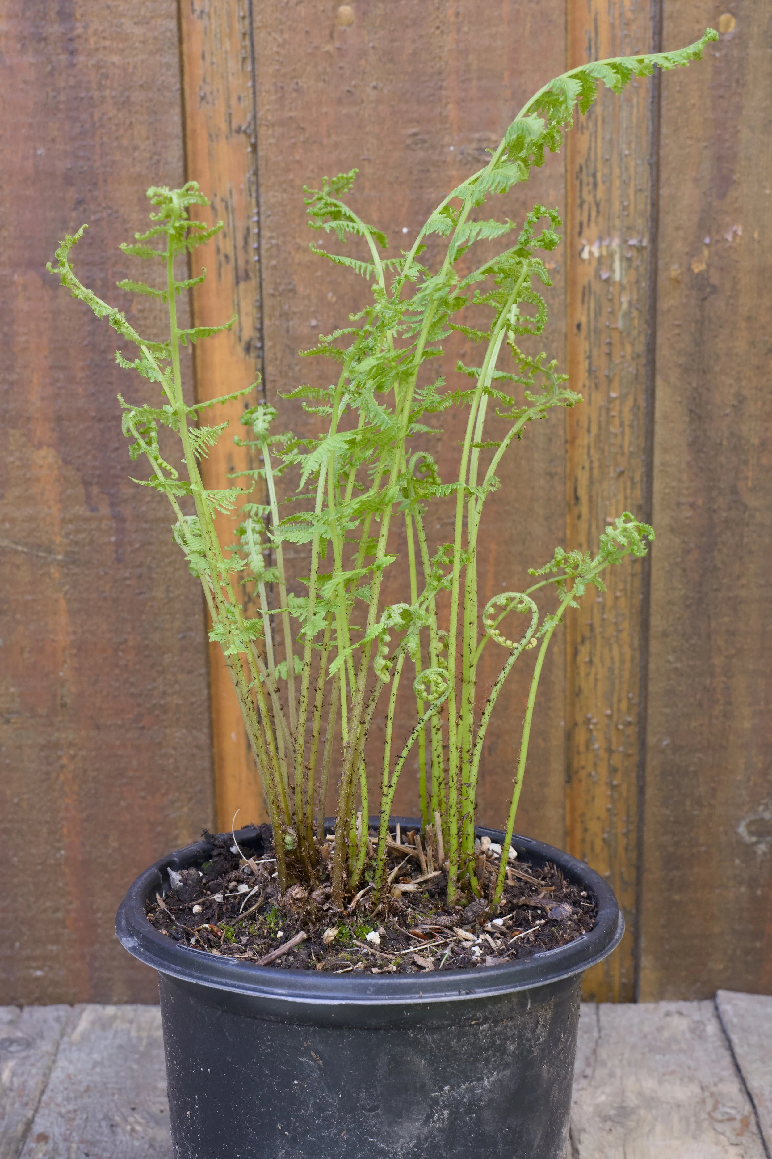 Athyrium angustum forma rubellum