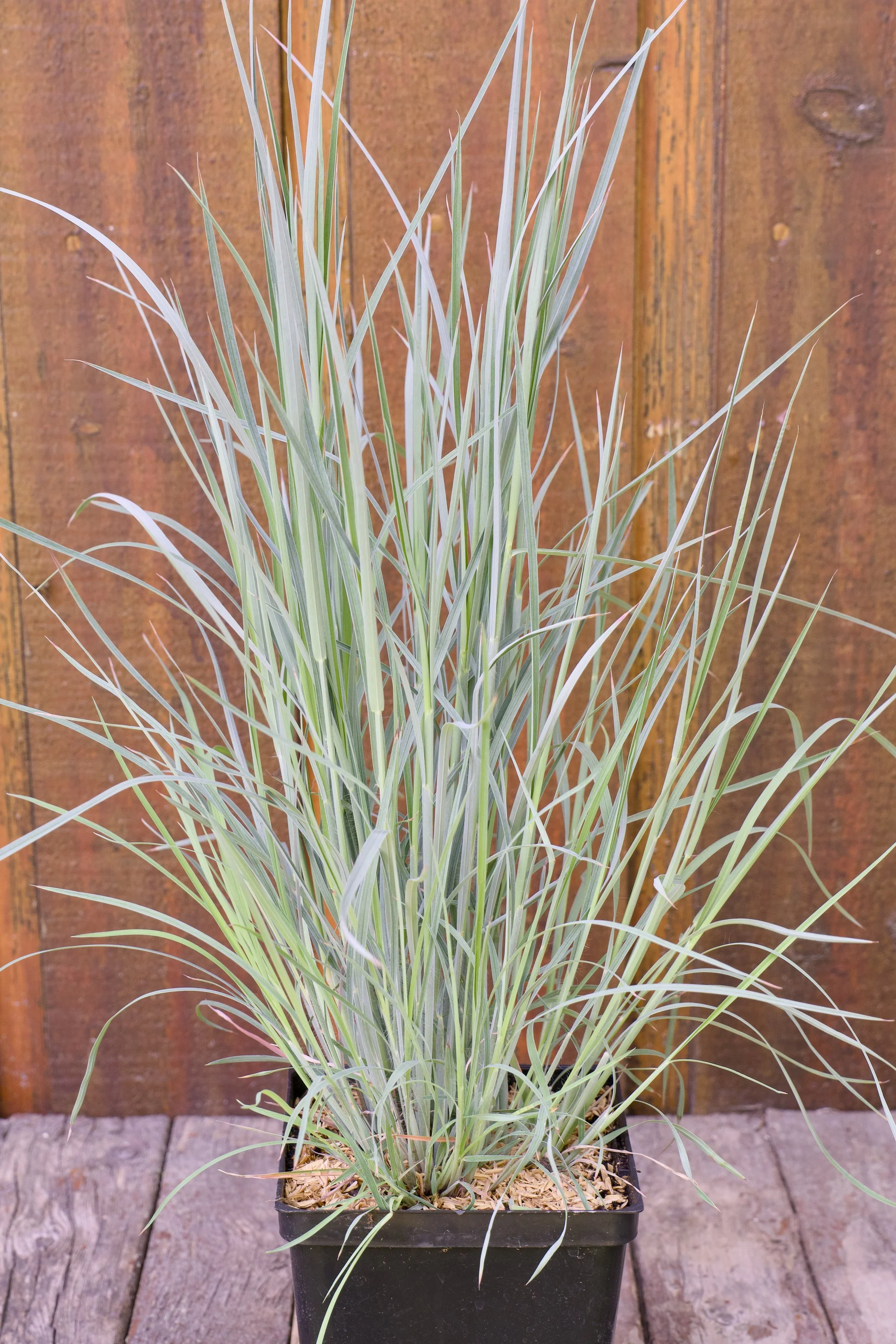 Schizachyrium scoparium 'The Blues'
