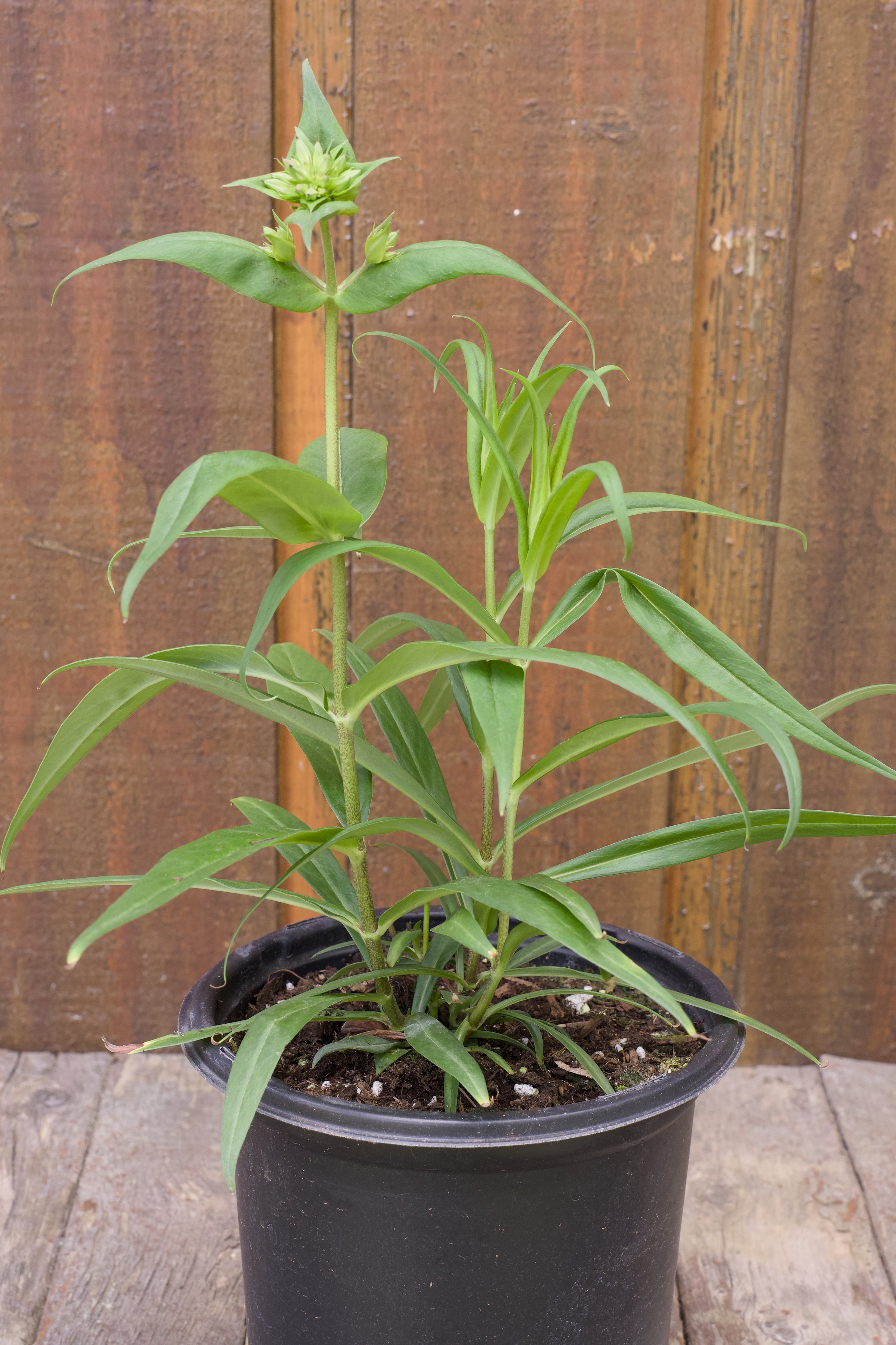 Phlox paniculata ‘Fashionably Early Princess’.jpg