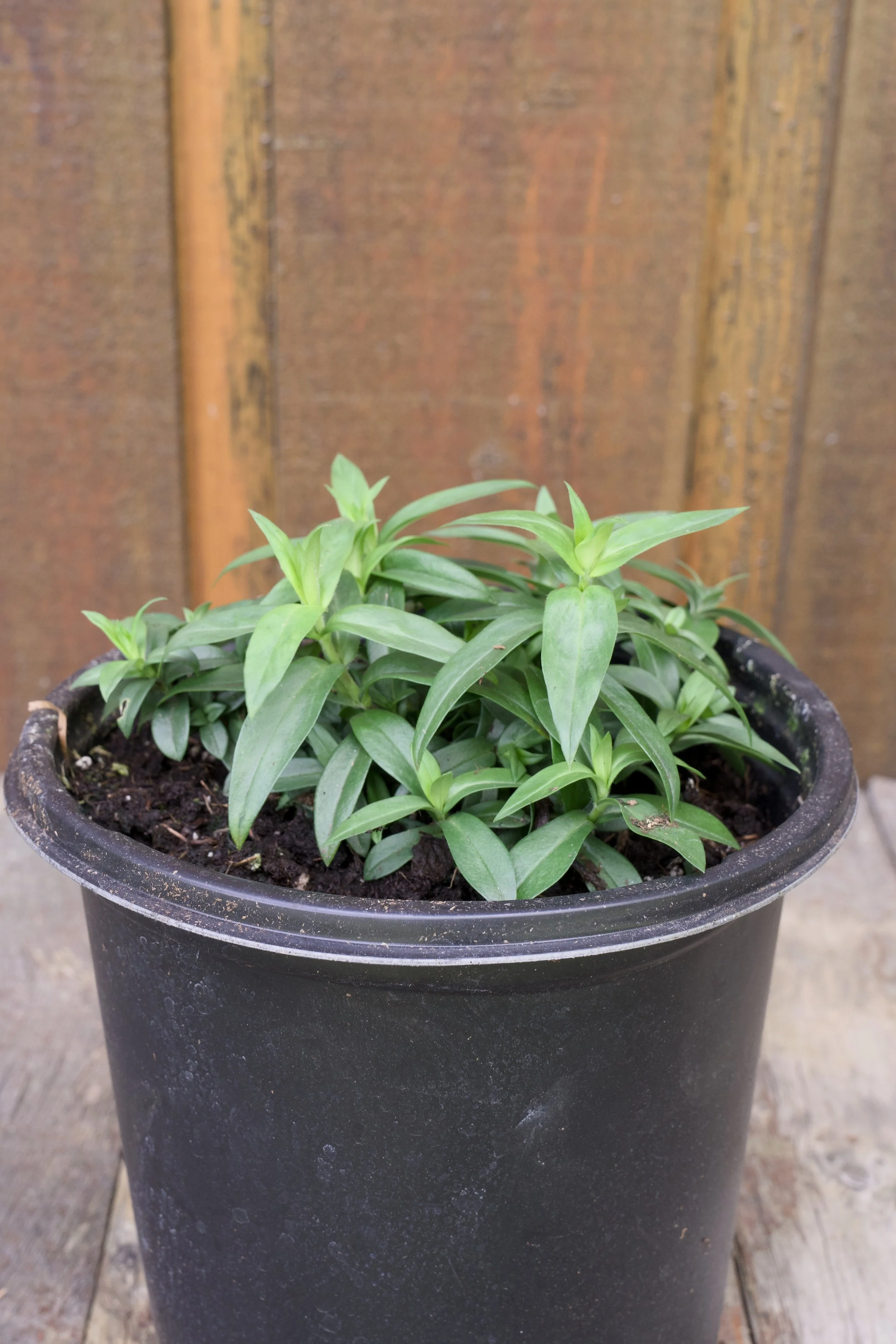 Phlox divaricata ‘Blue Moon’.jpg