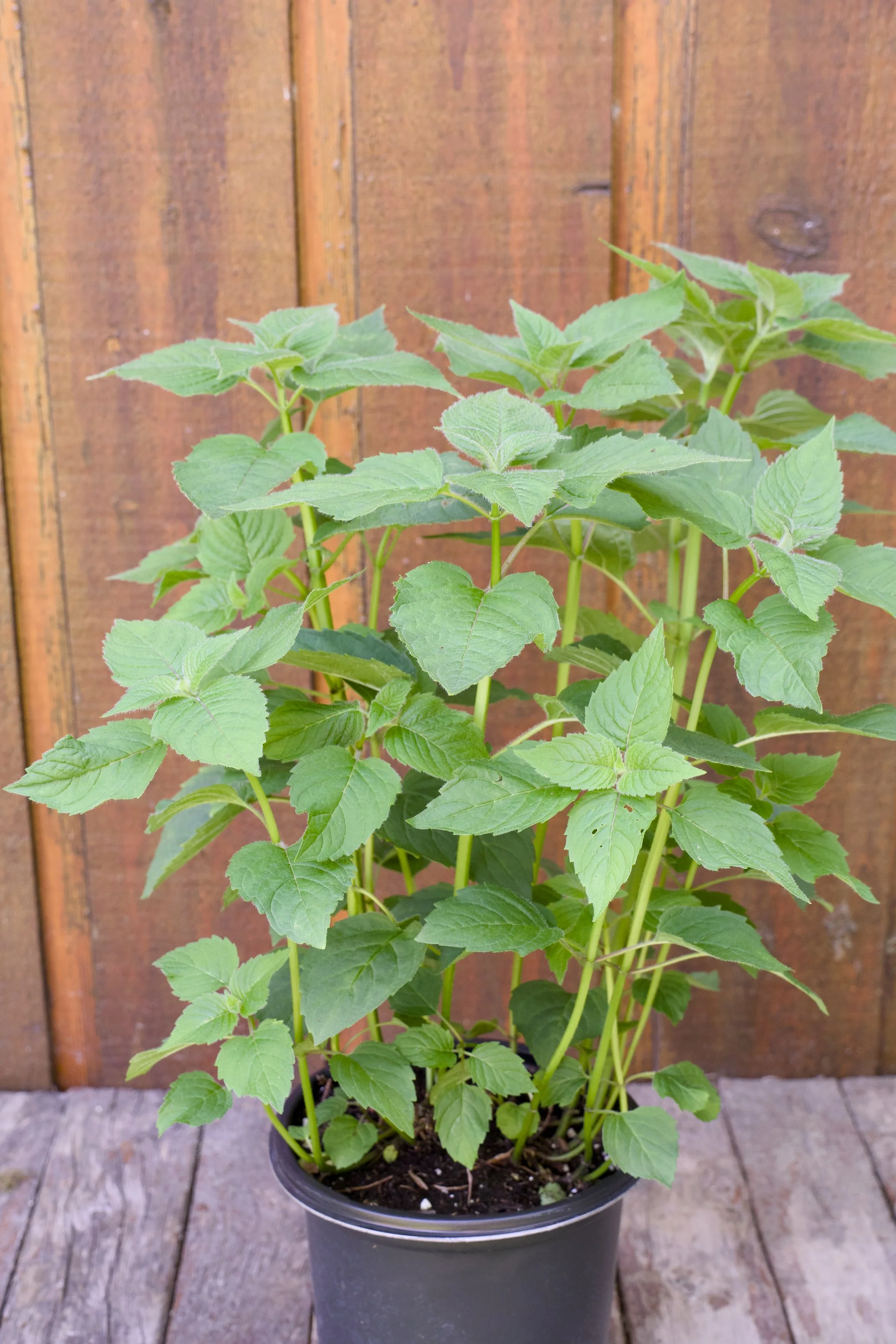 Monarda didyma ‘Raspberry Wine’.jpg