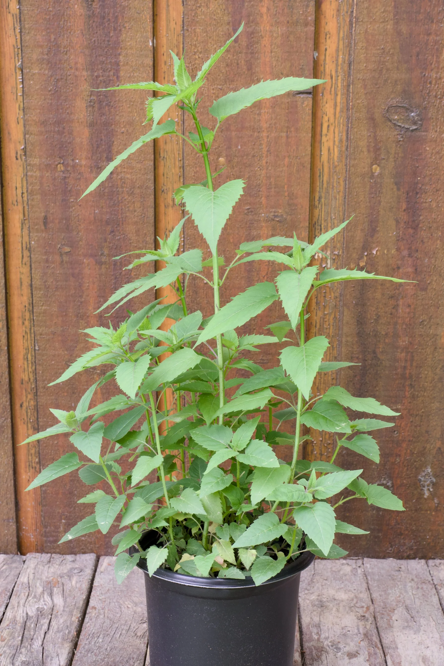 Monarda fistulosa
