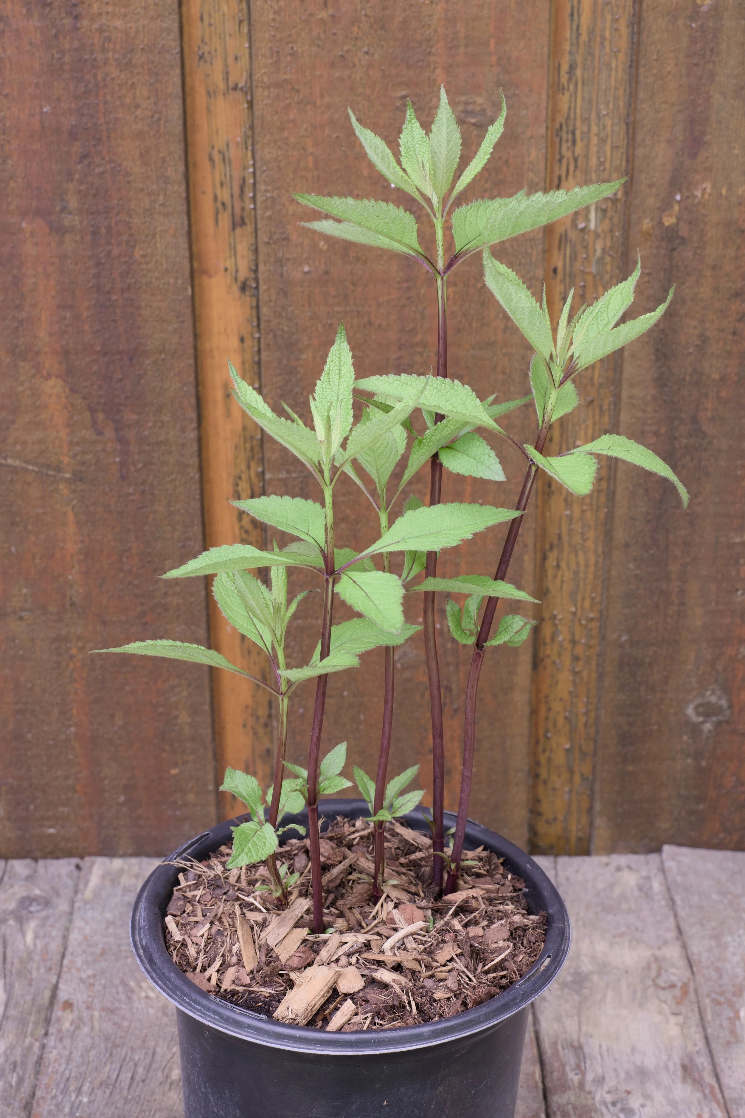 Eupatorium maculatum 'Gateway'