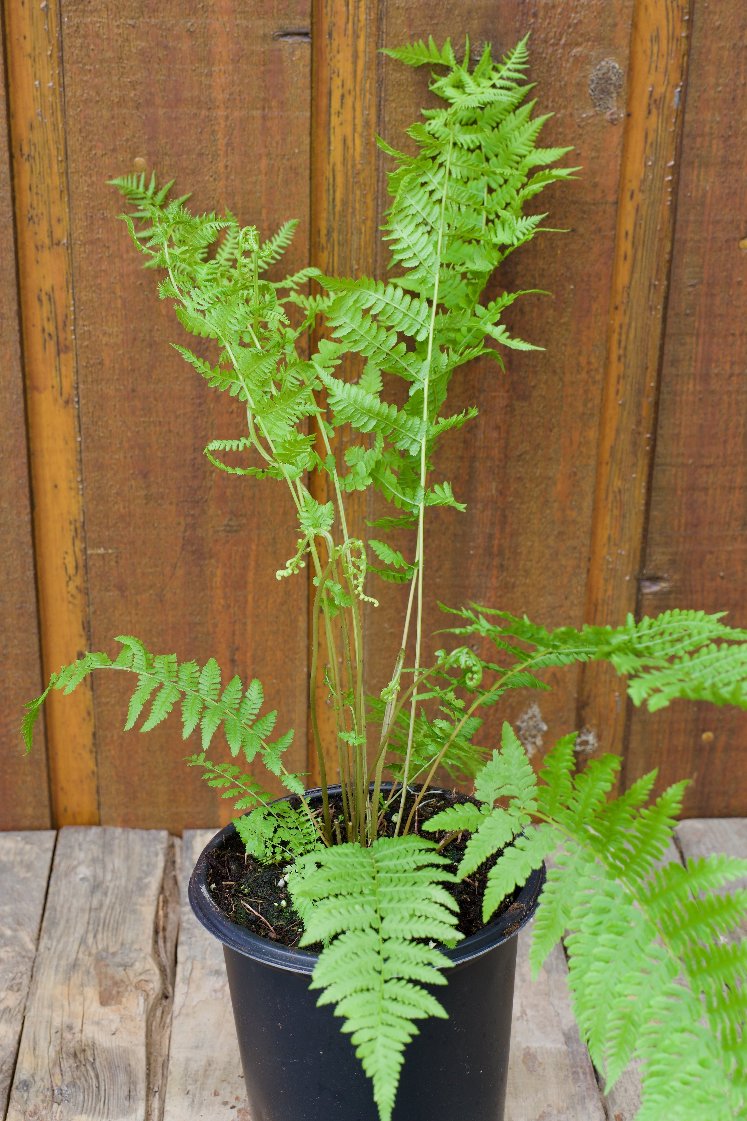 Athyrium angustum forma rubellum.jpeg