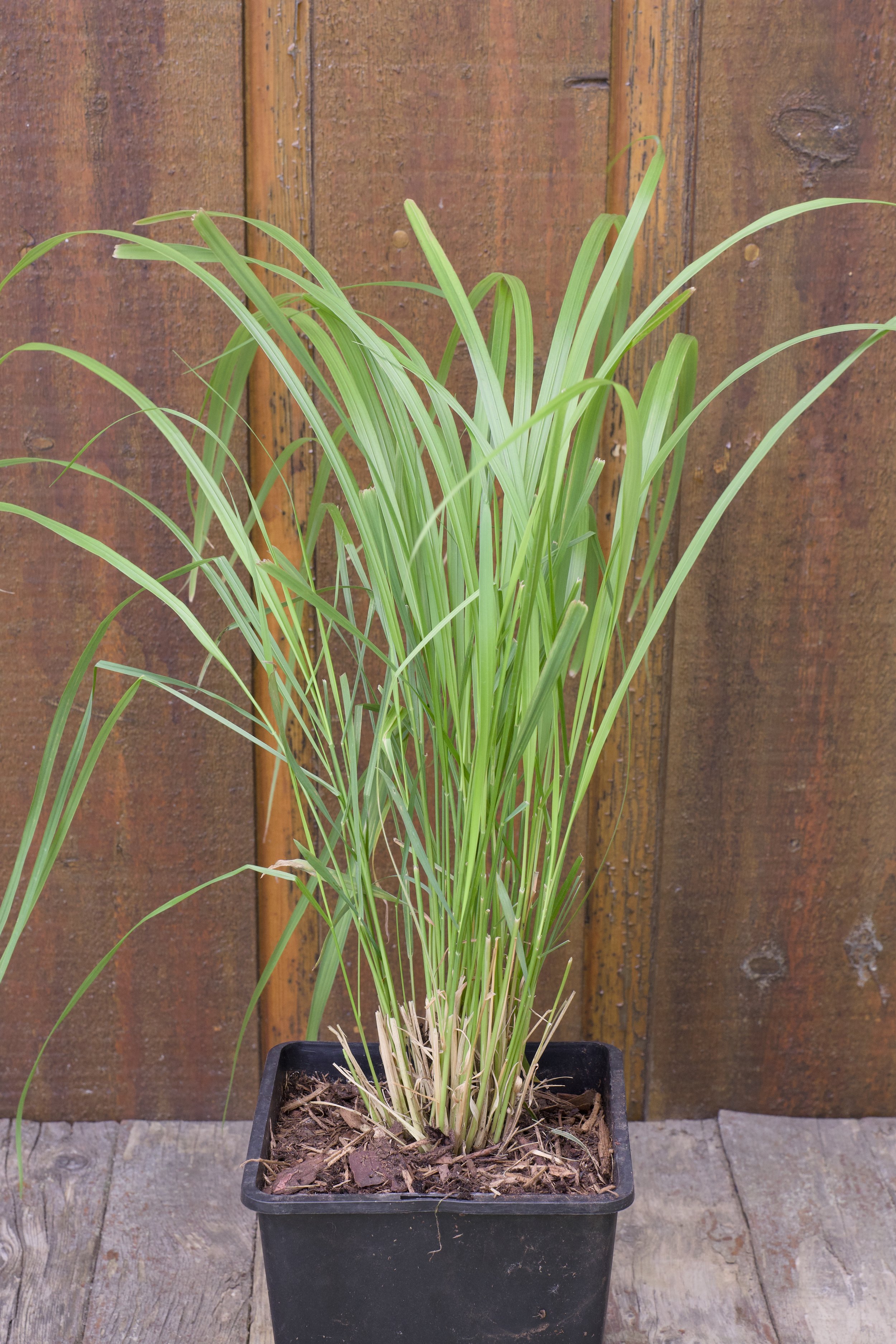 Calamagrostis brachytricha