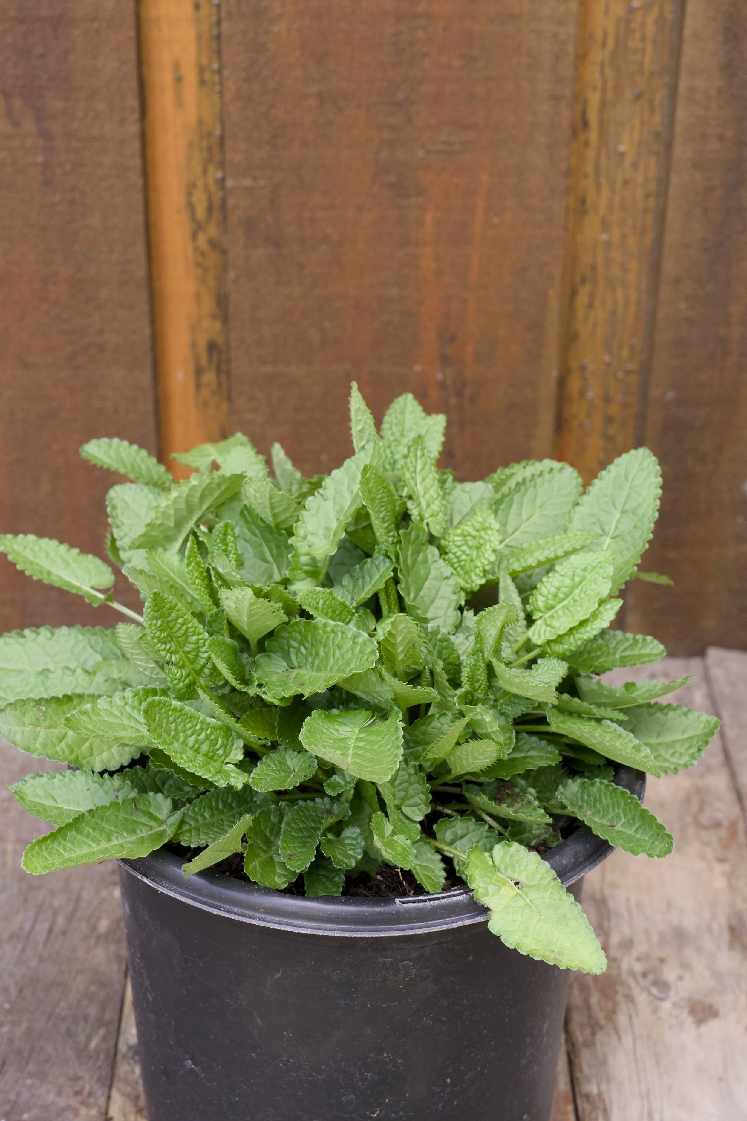Stachys monieri ‘Hummelo’.jpg
