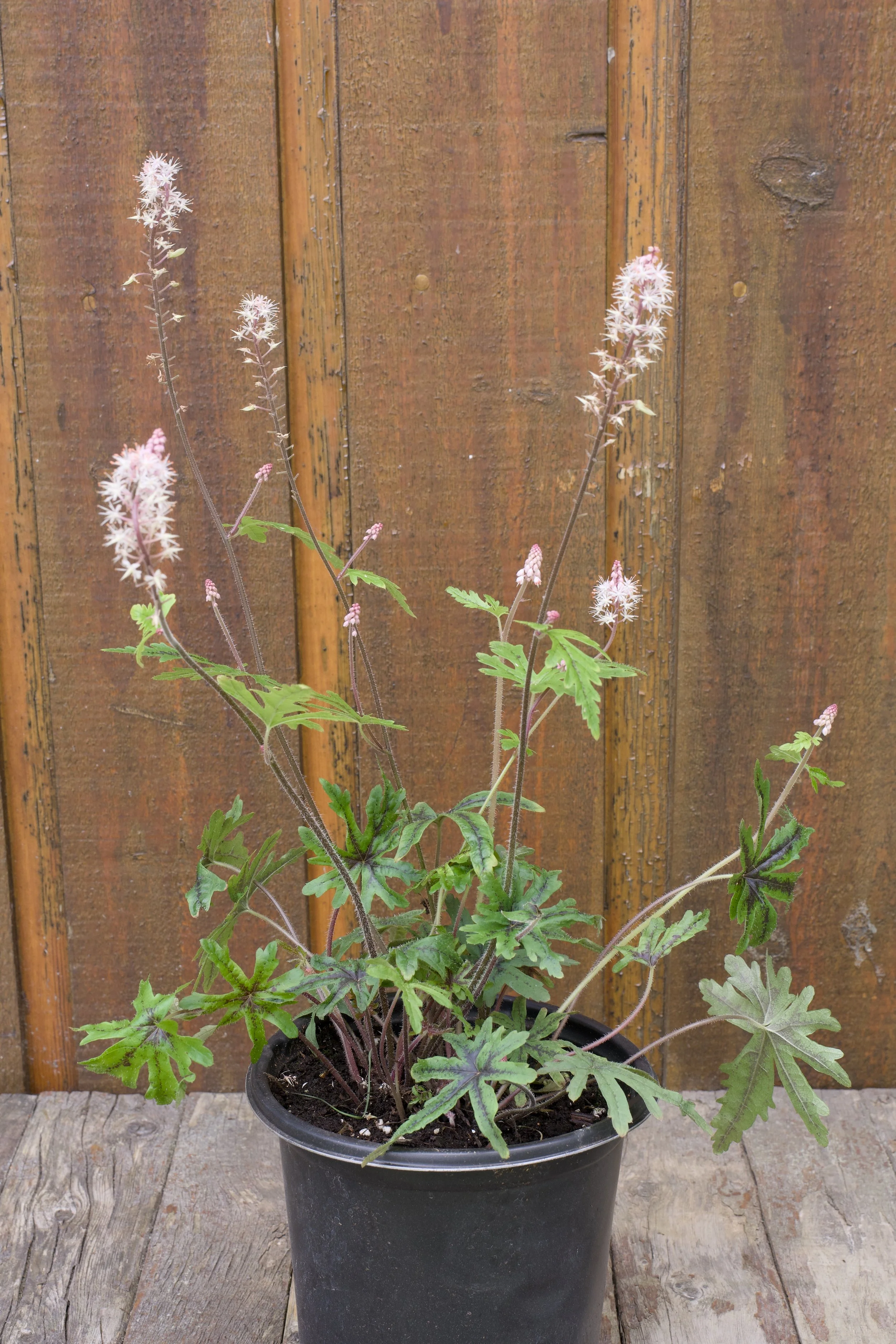 Tiarella ‘Pink Skyrocket’.jpg