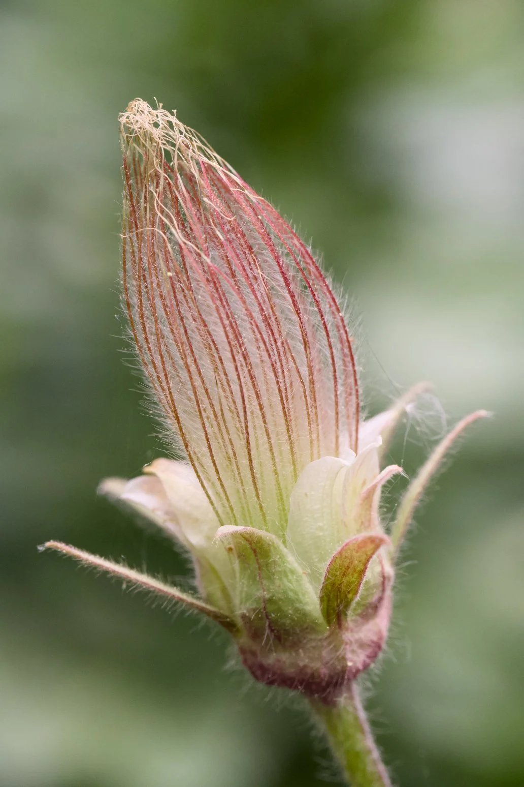 Geum triflorum