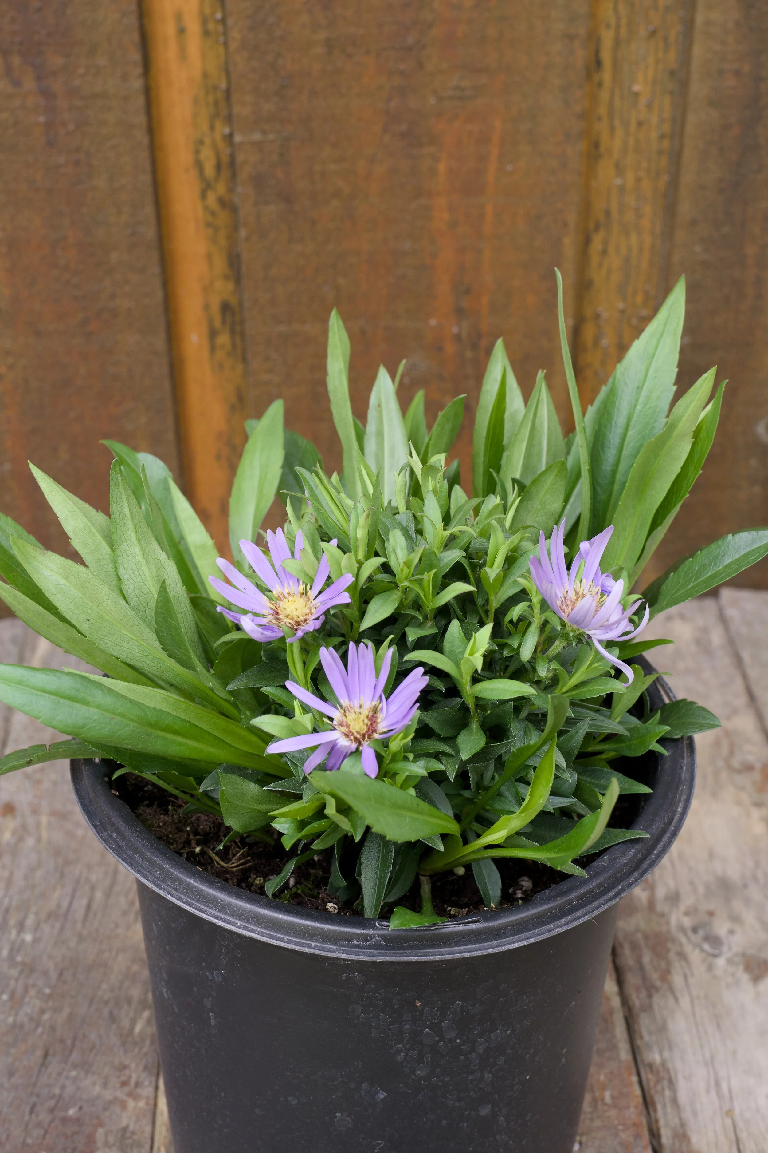 Aster dumosus ‘Wood’s Light Blue’.jpg