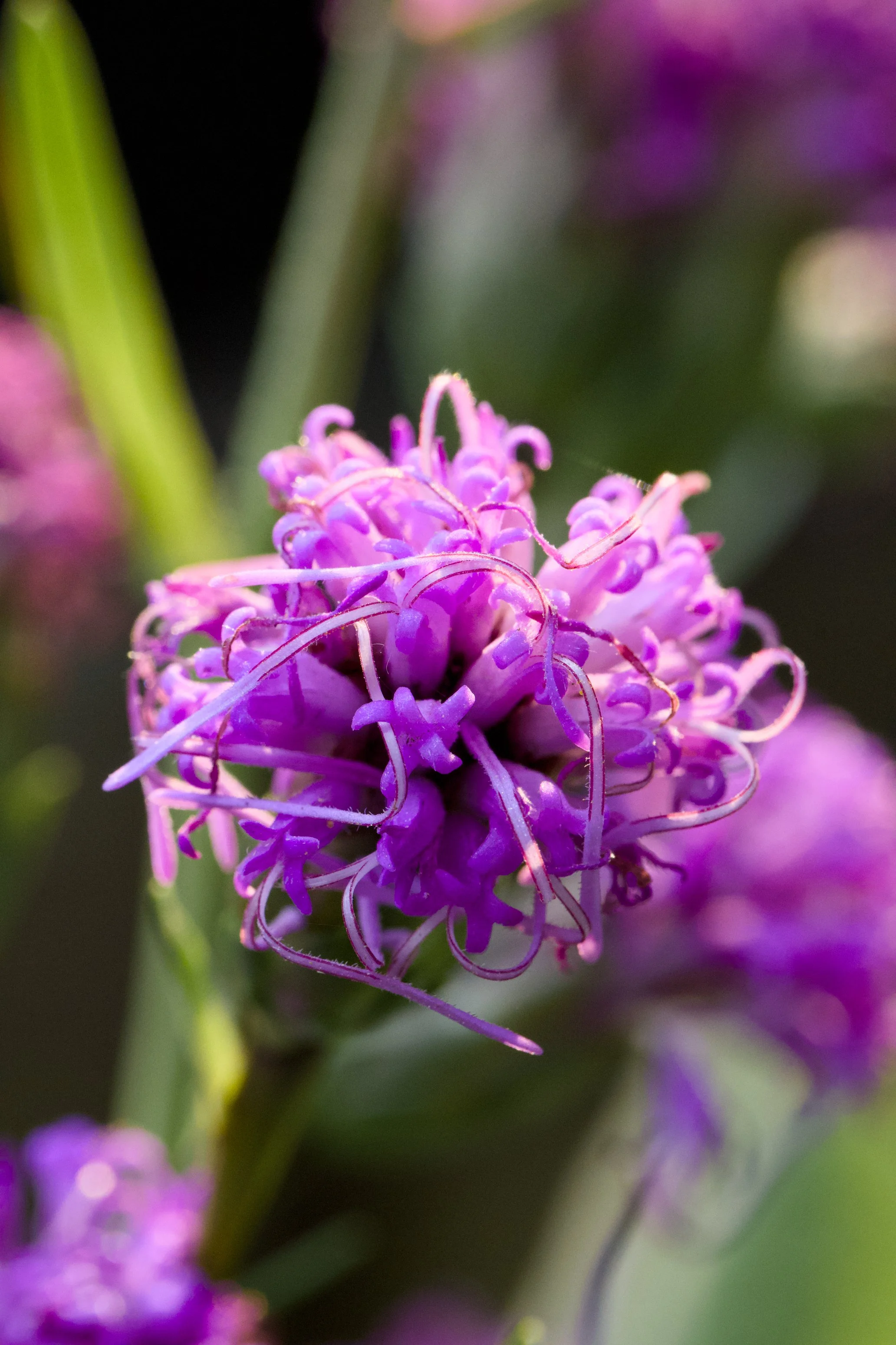 Liatris cylindrica