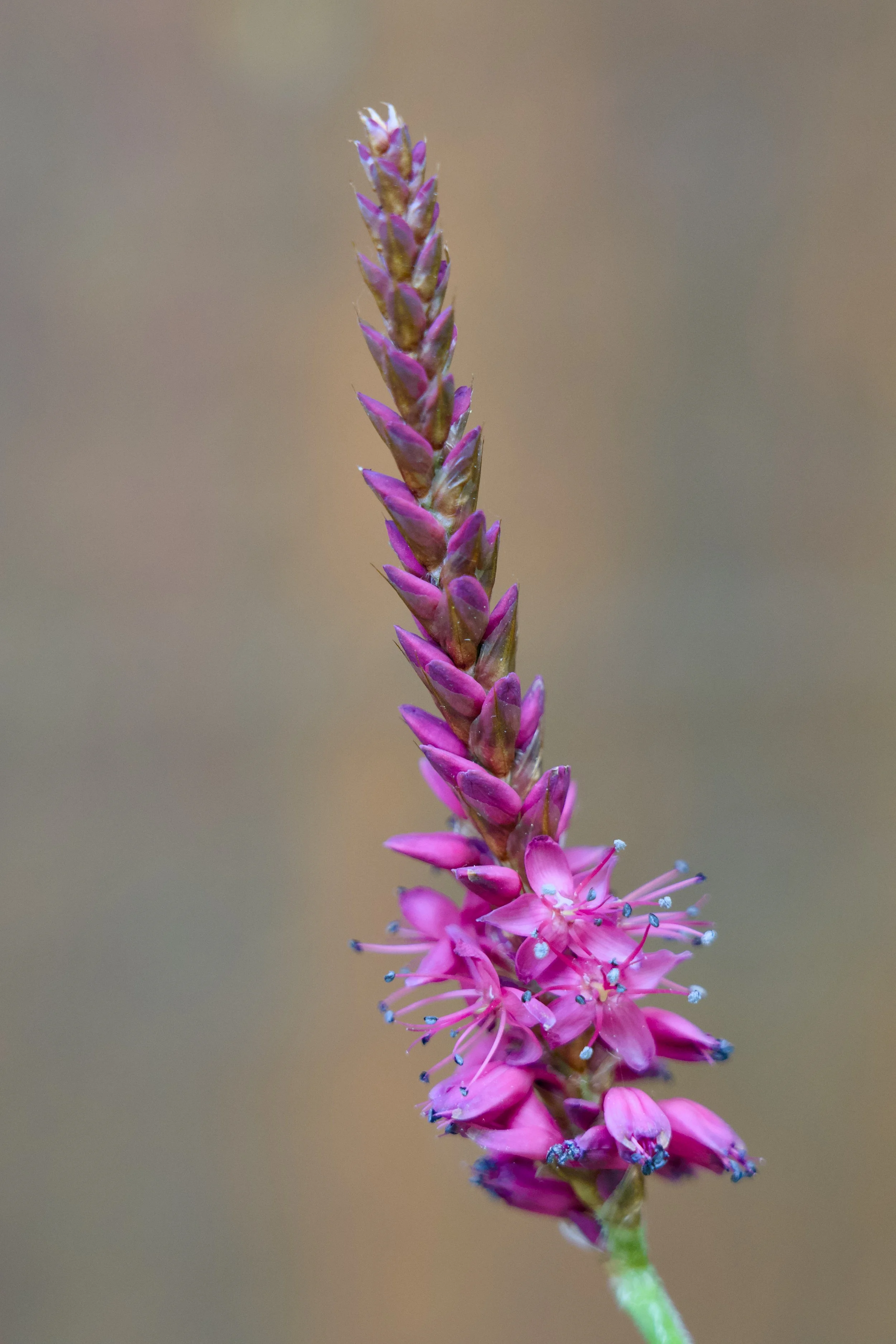 Persicaria amplexicaulis 'Firetail'