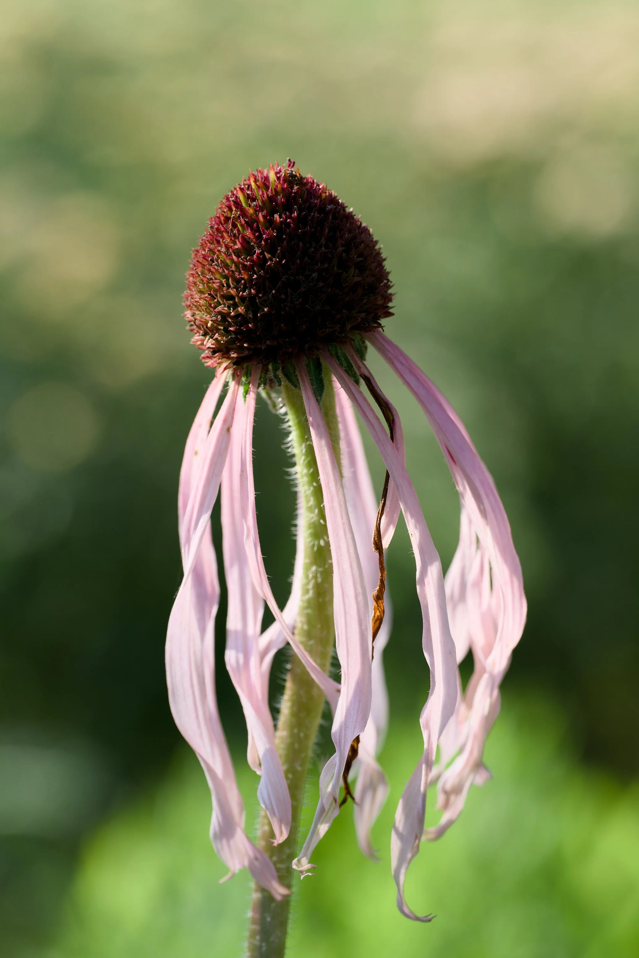 Echinacea pallida
