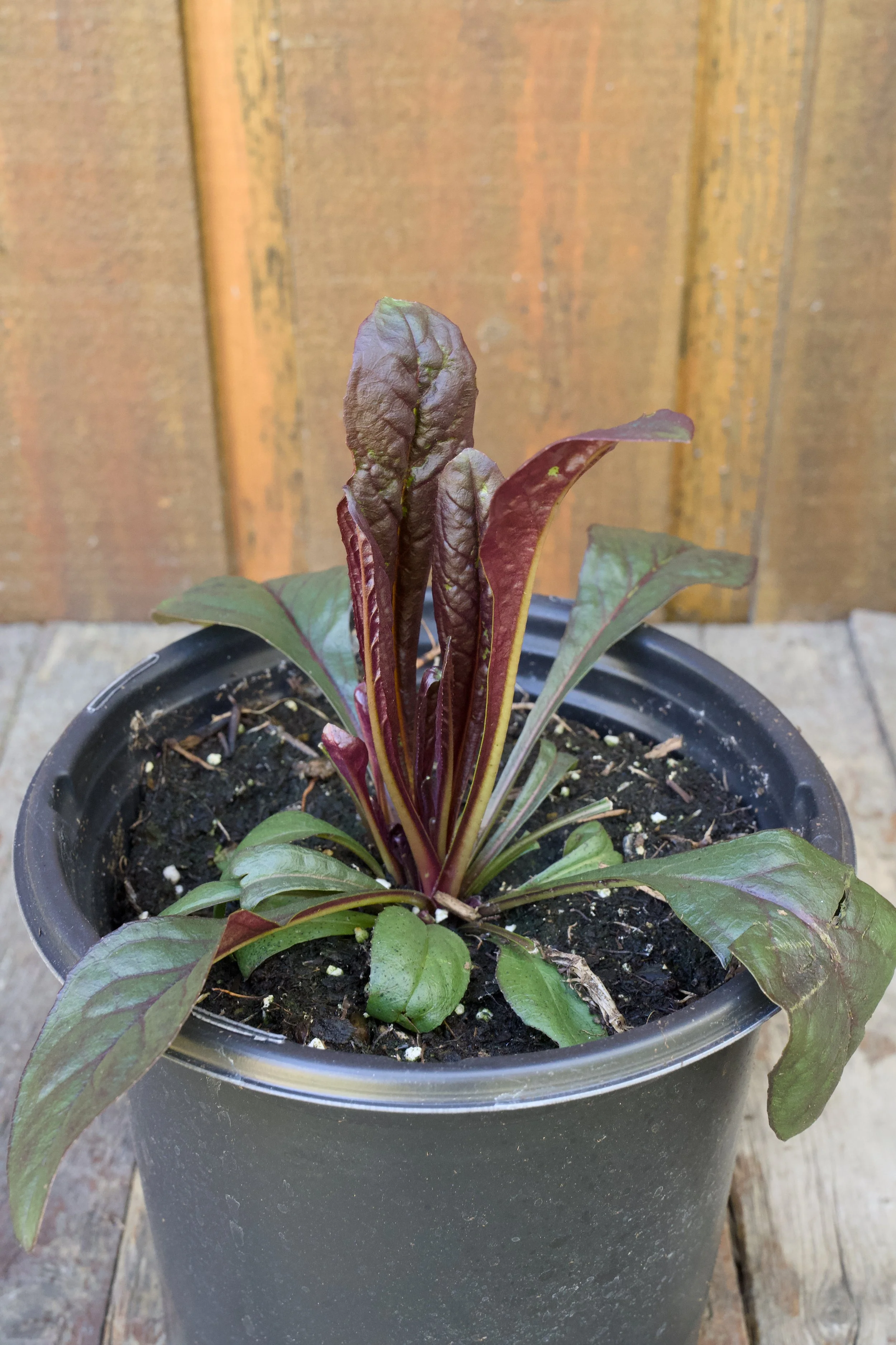 Penstemon digitalis ‘Blackbeard’.jpg