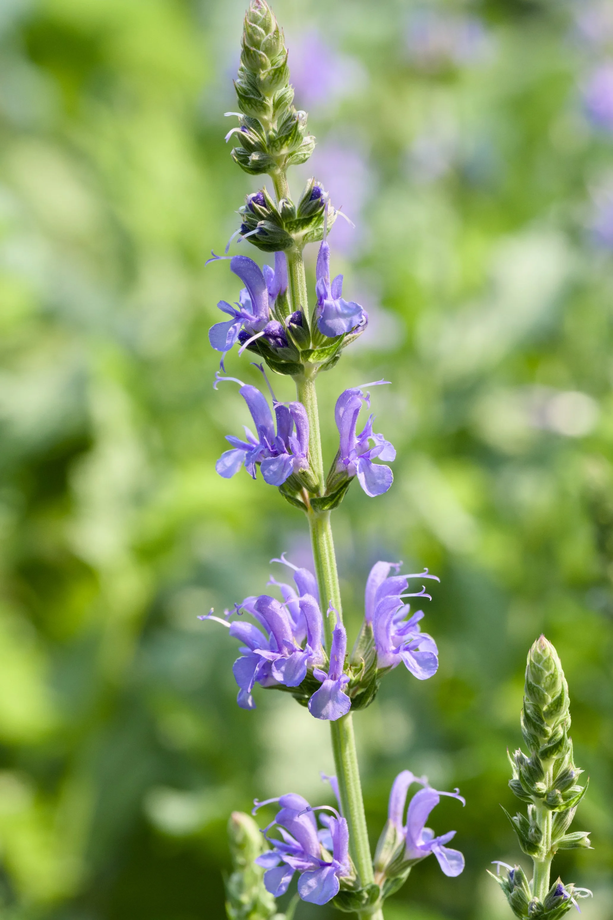 Salvia nemorosa 'Blue Hill' (Blauhuegel)
