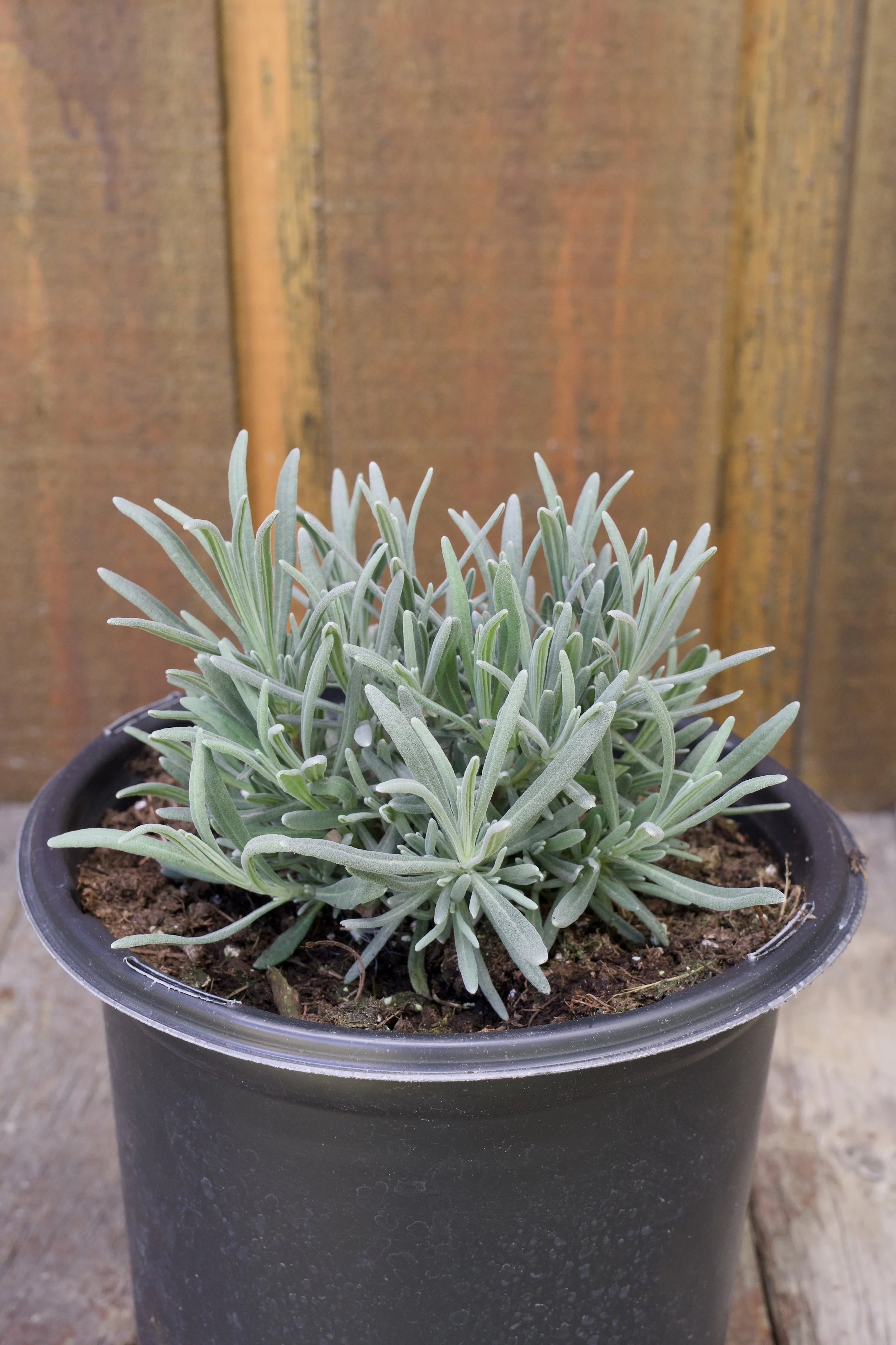 Lavendula x intermedia 'Phenomenal'