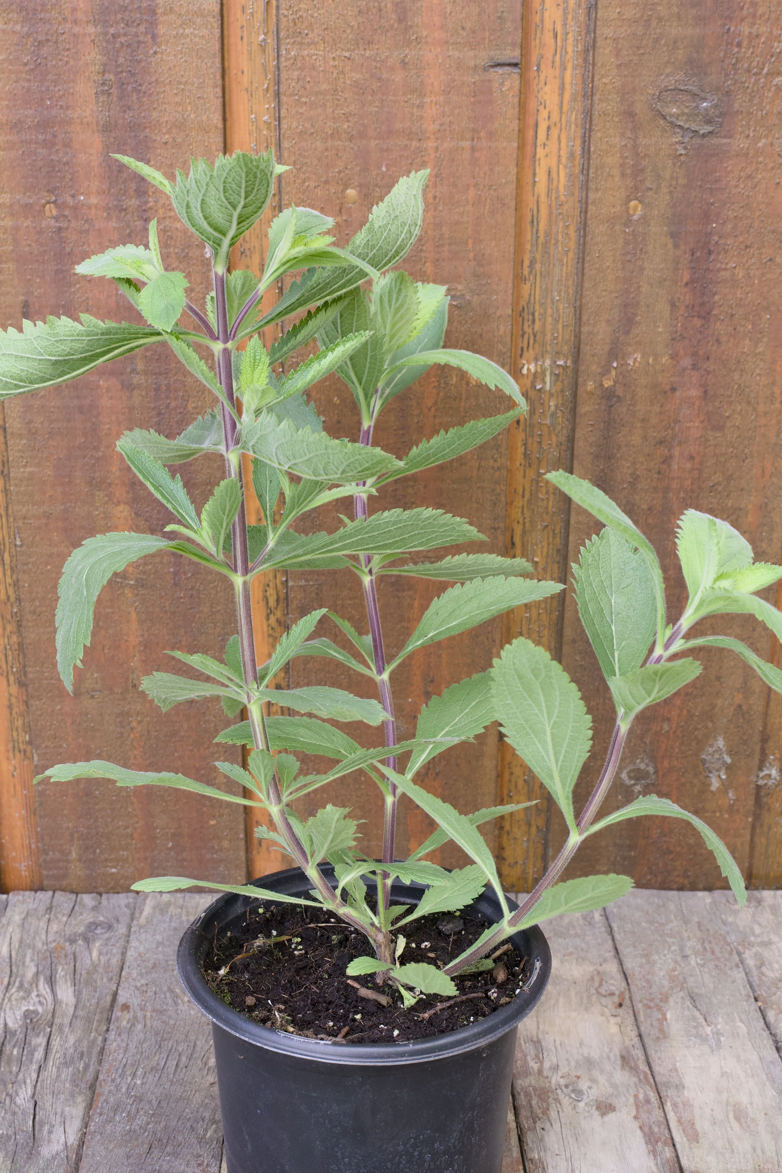 Verbena stricta.jpg