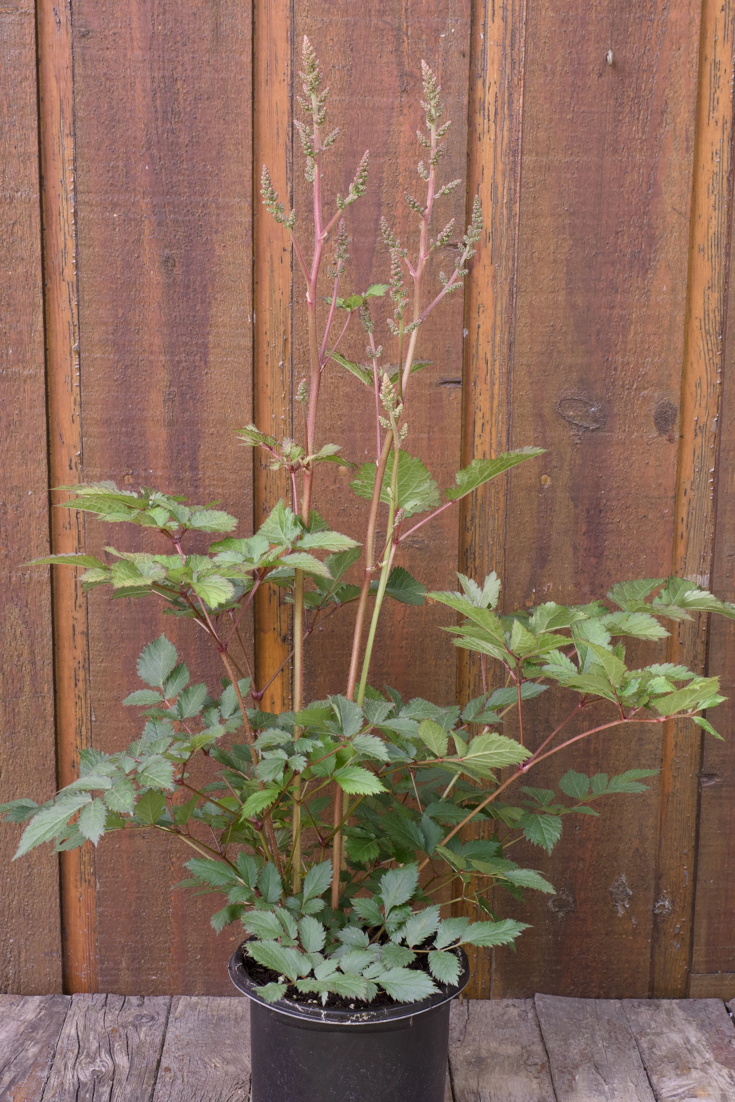 Astilbe ‘Heart and Soul’.jpg