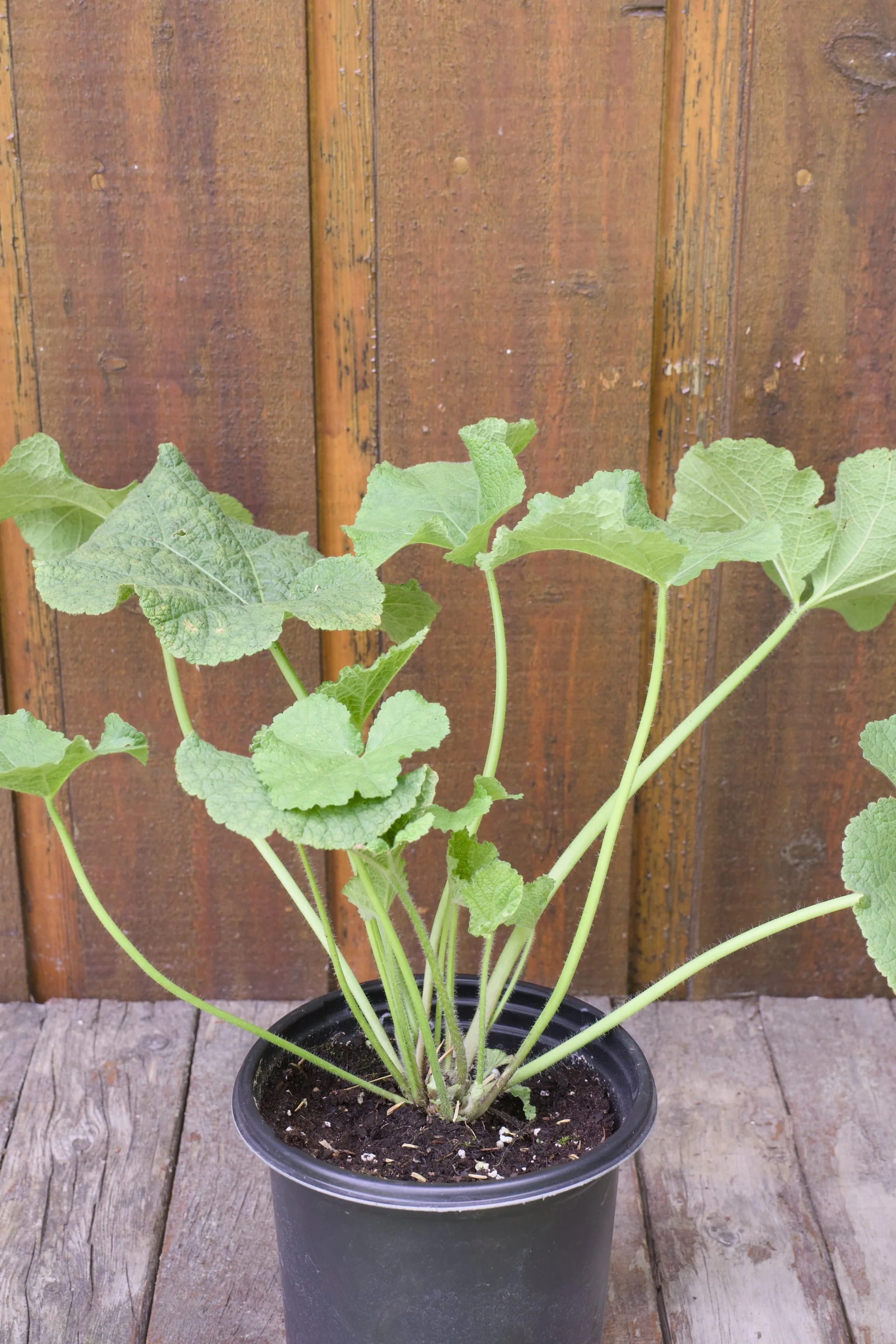 Alcea rosea ‘Radiant Rose’.jpg
