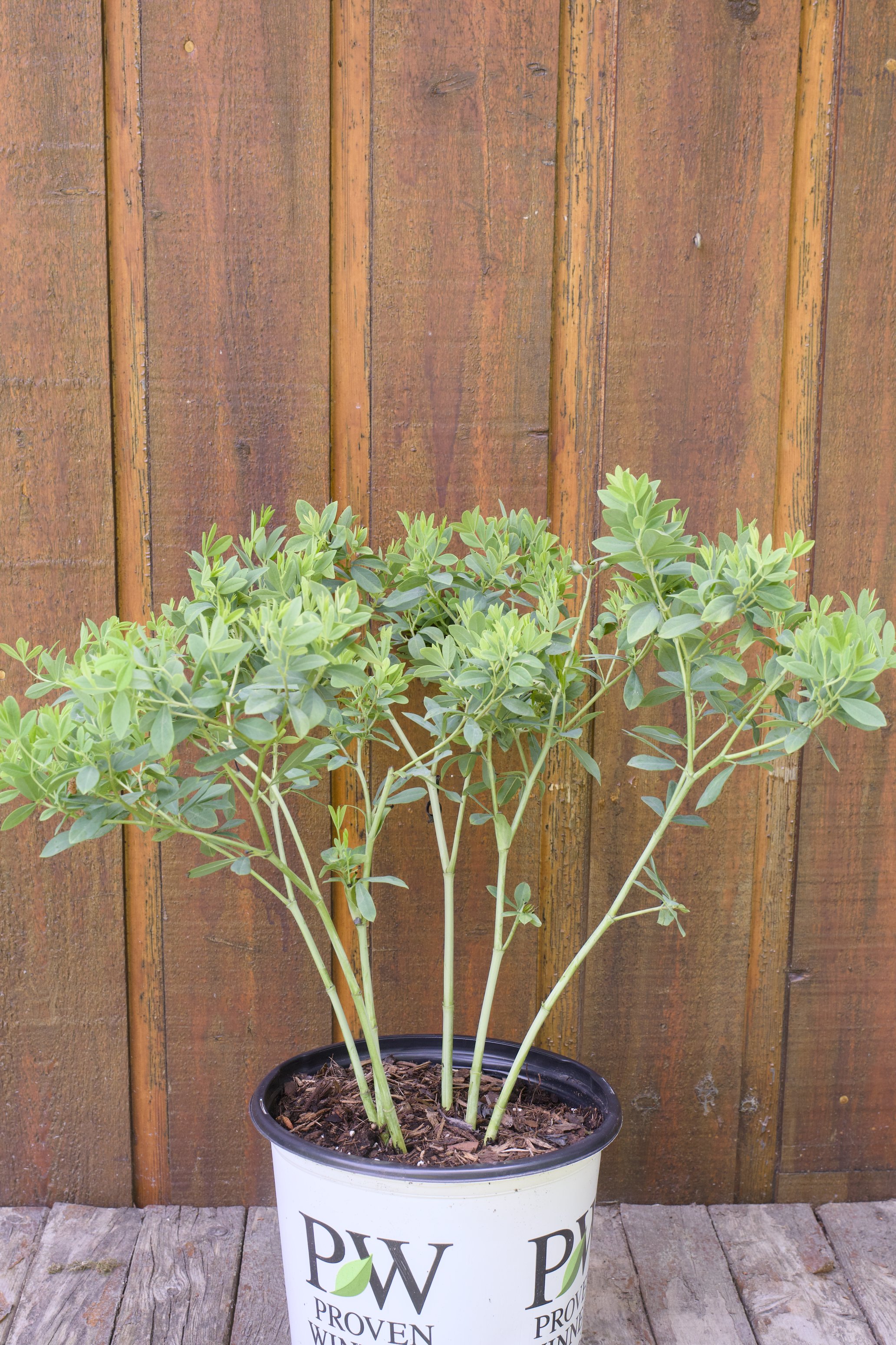 Baptisia x ‘Blueberry Sundae’.jpg