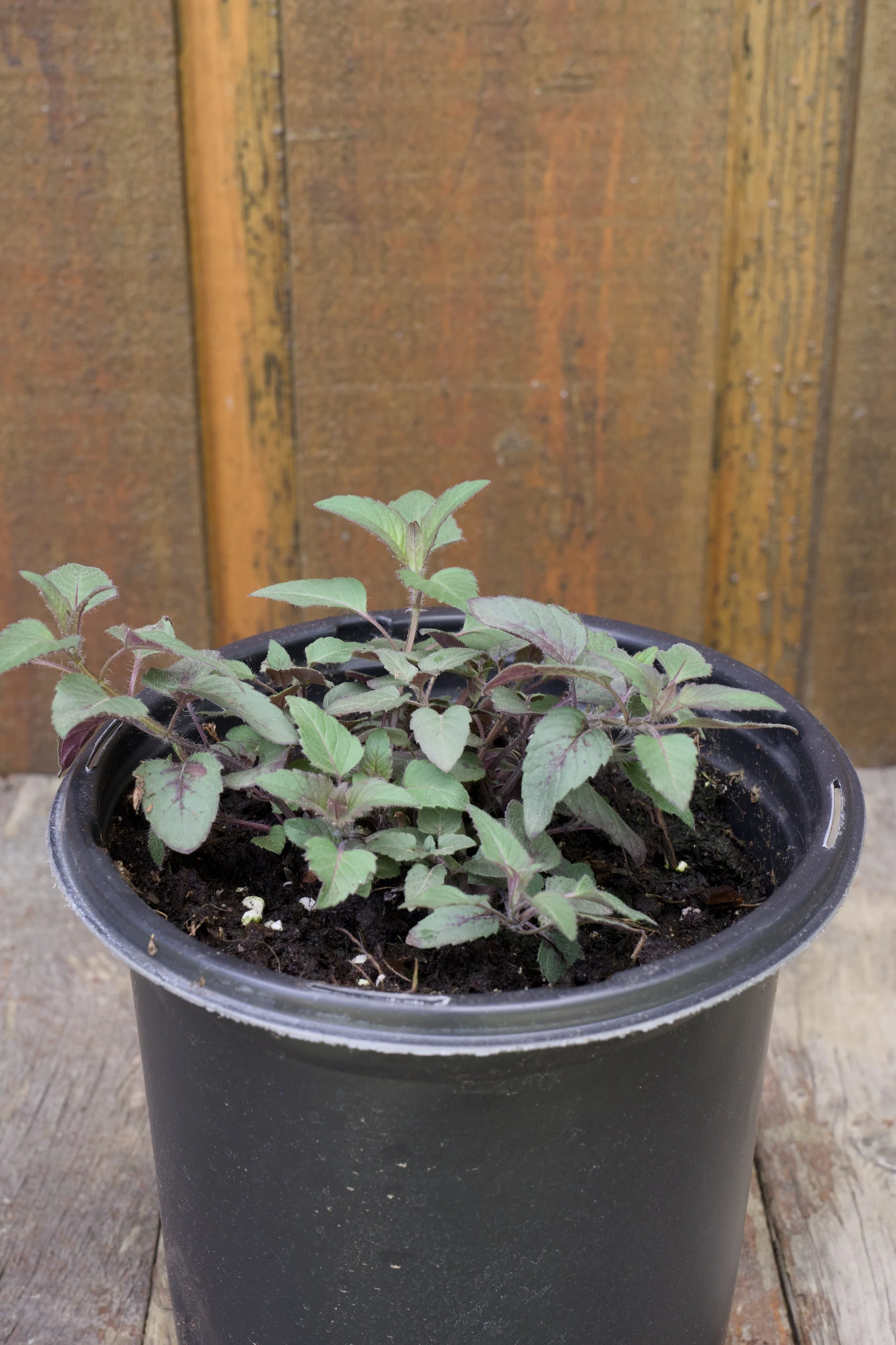 Monarda fistulosa