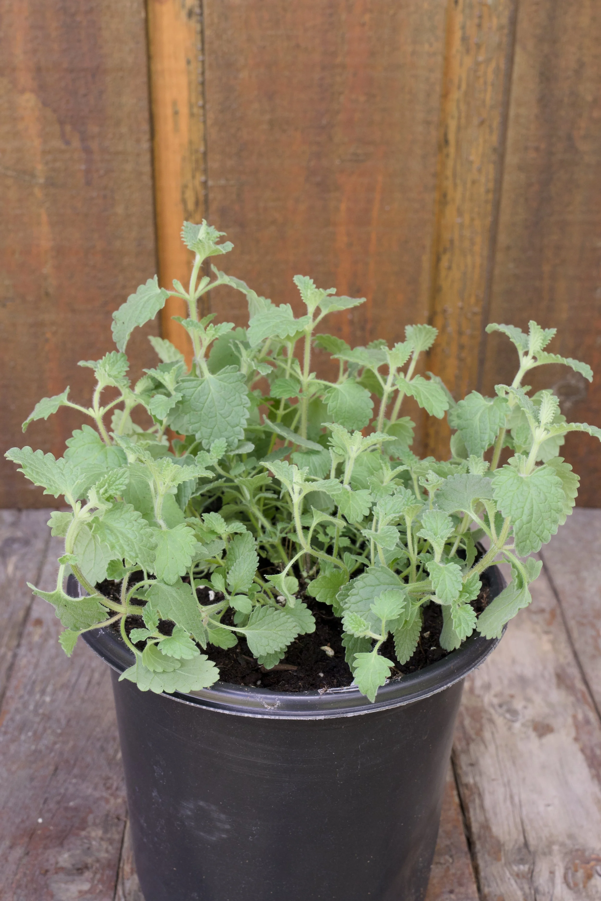 Nepeta faassenii 'Walker's Low'
