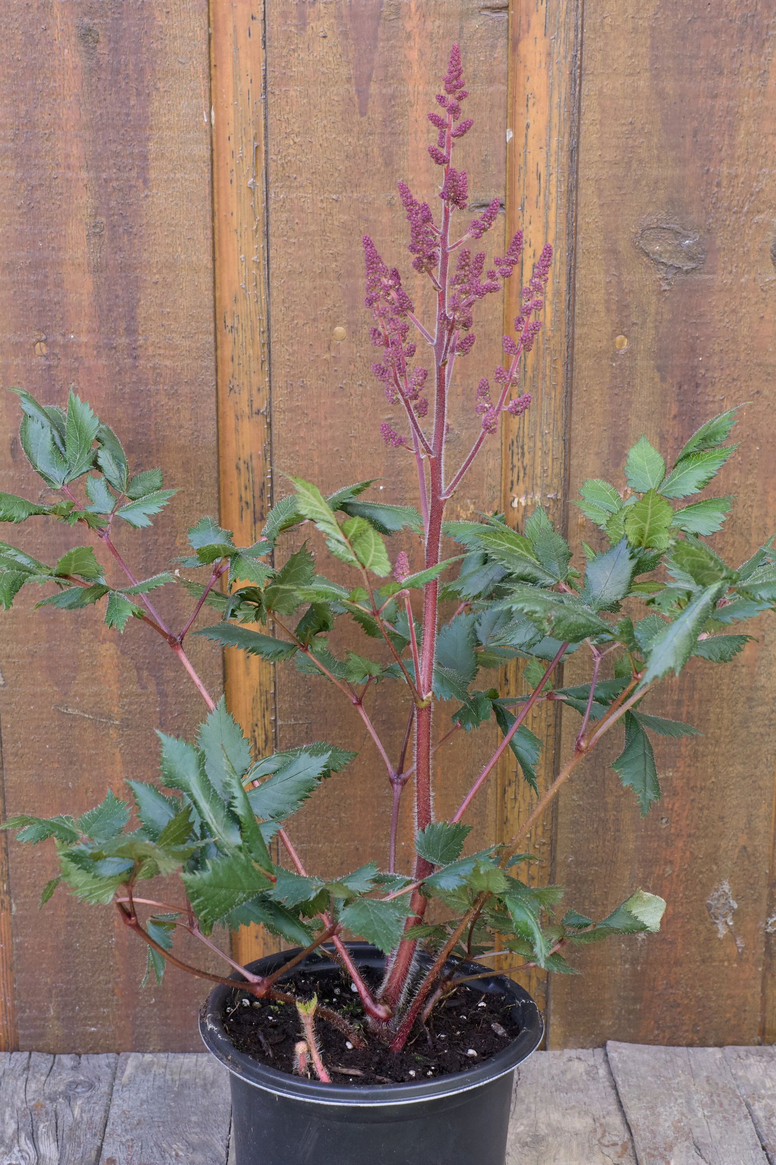 Astilbe chinensis ‘Vision in Red’.jpg