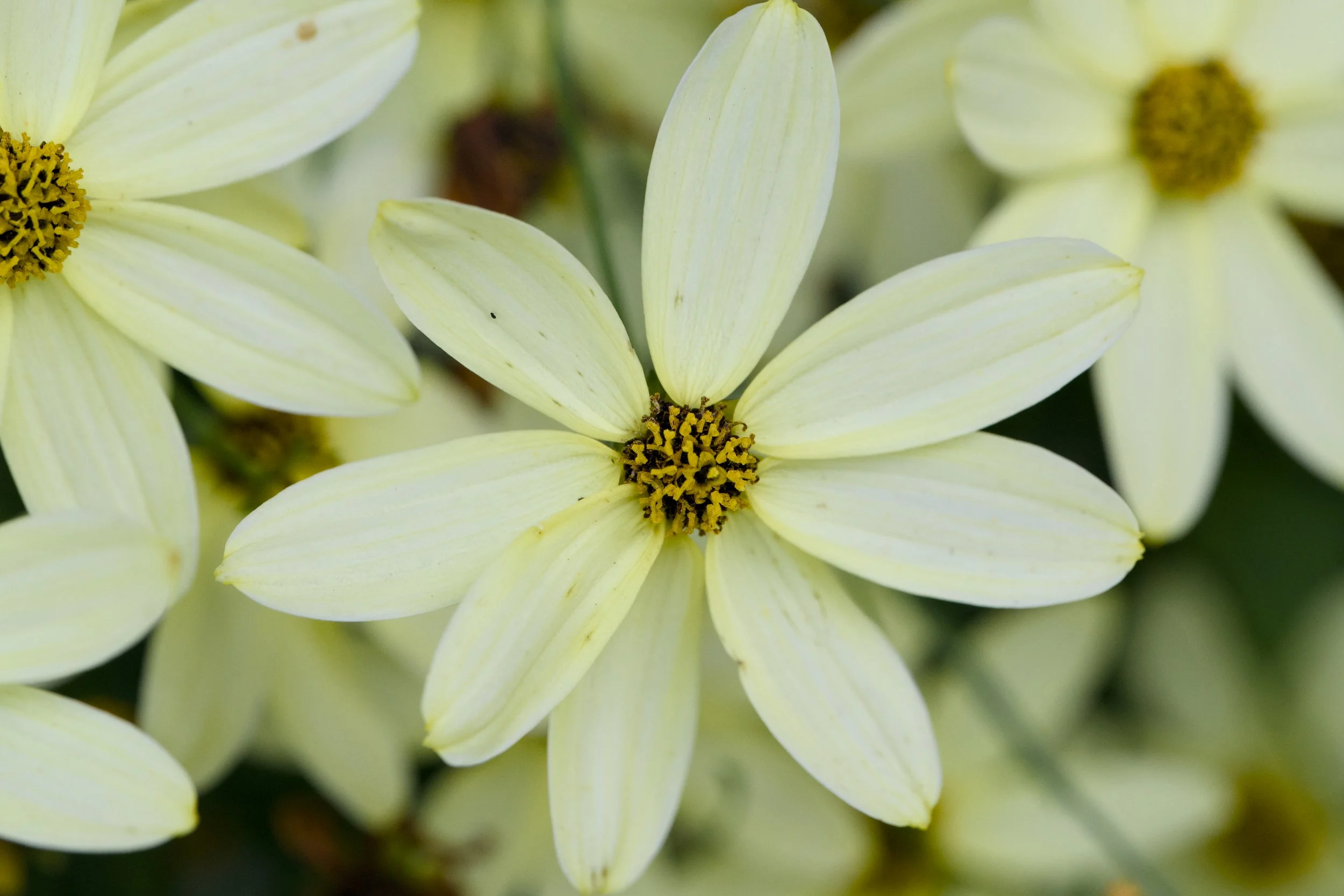Coreopsis verticillata 'Moonbeam'
