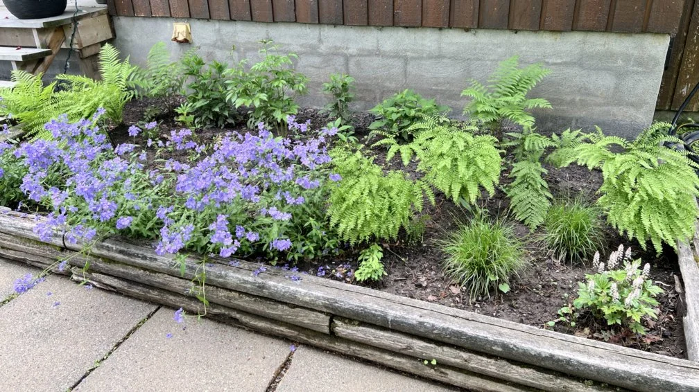 Shade garden in early June