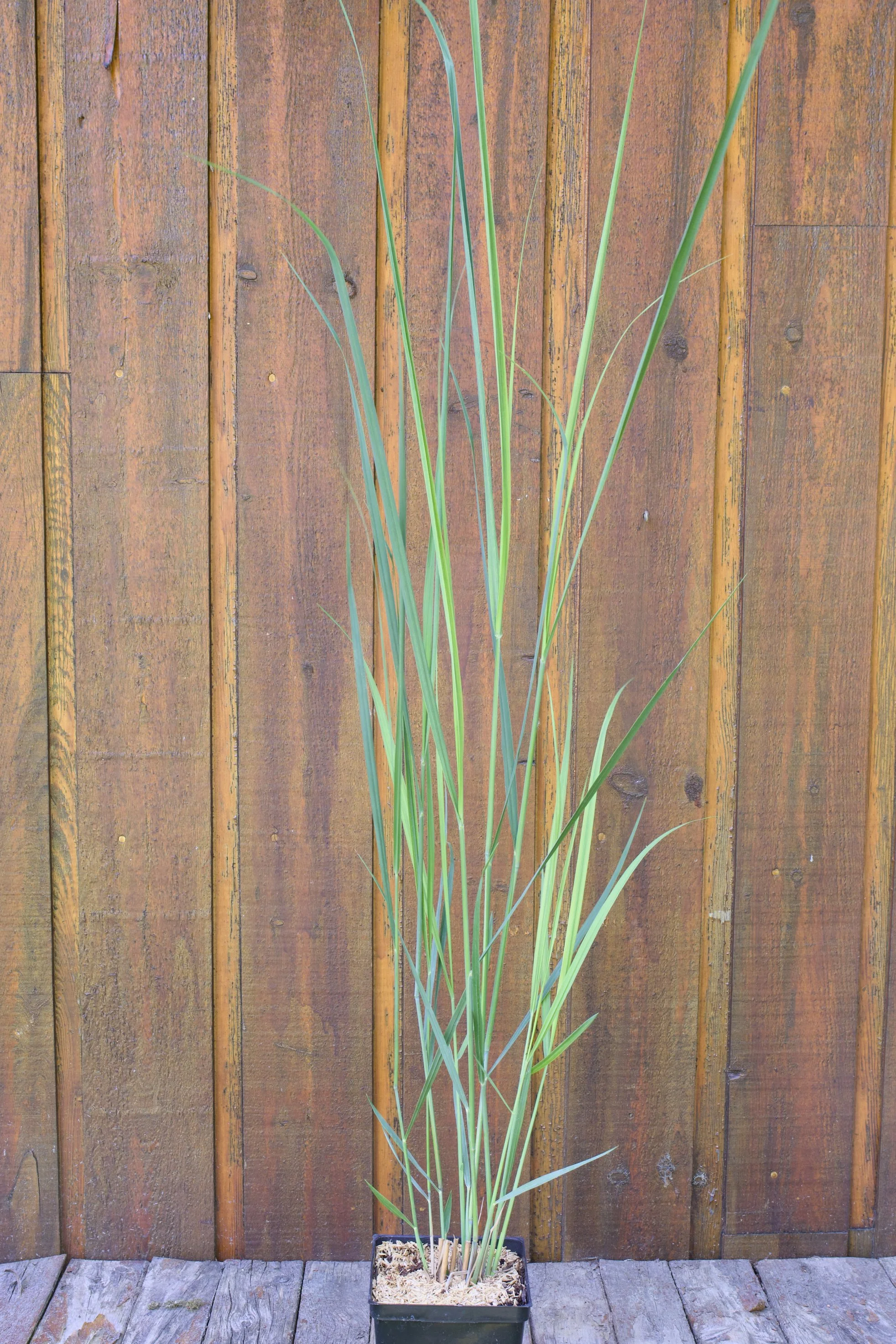 Panicum virgatum ‘Northwind’.jpg
