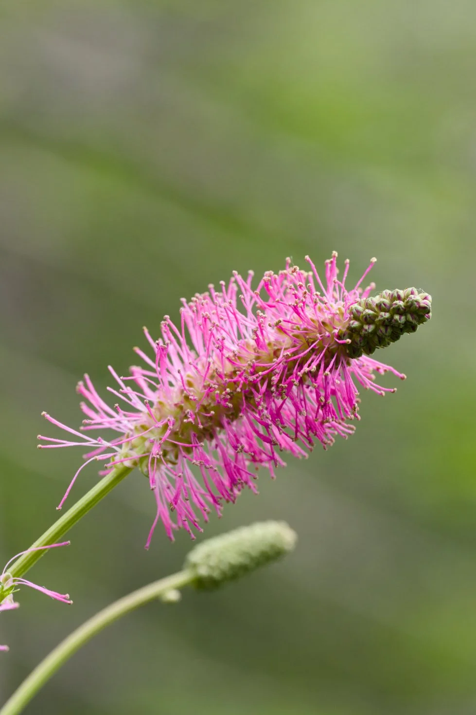 Sanguisorba obtusa