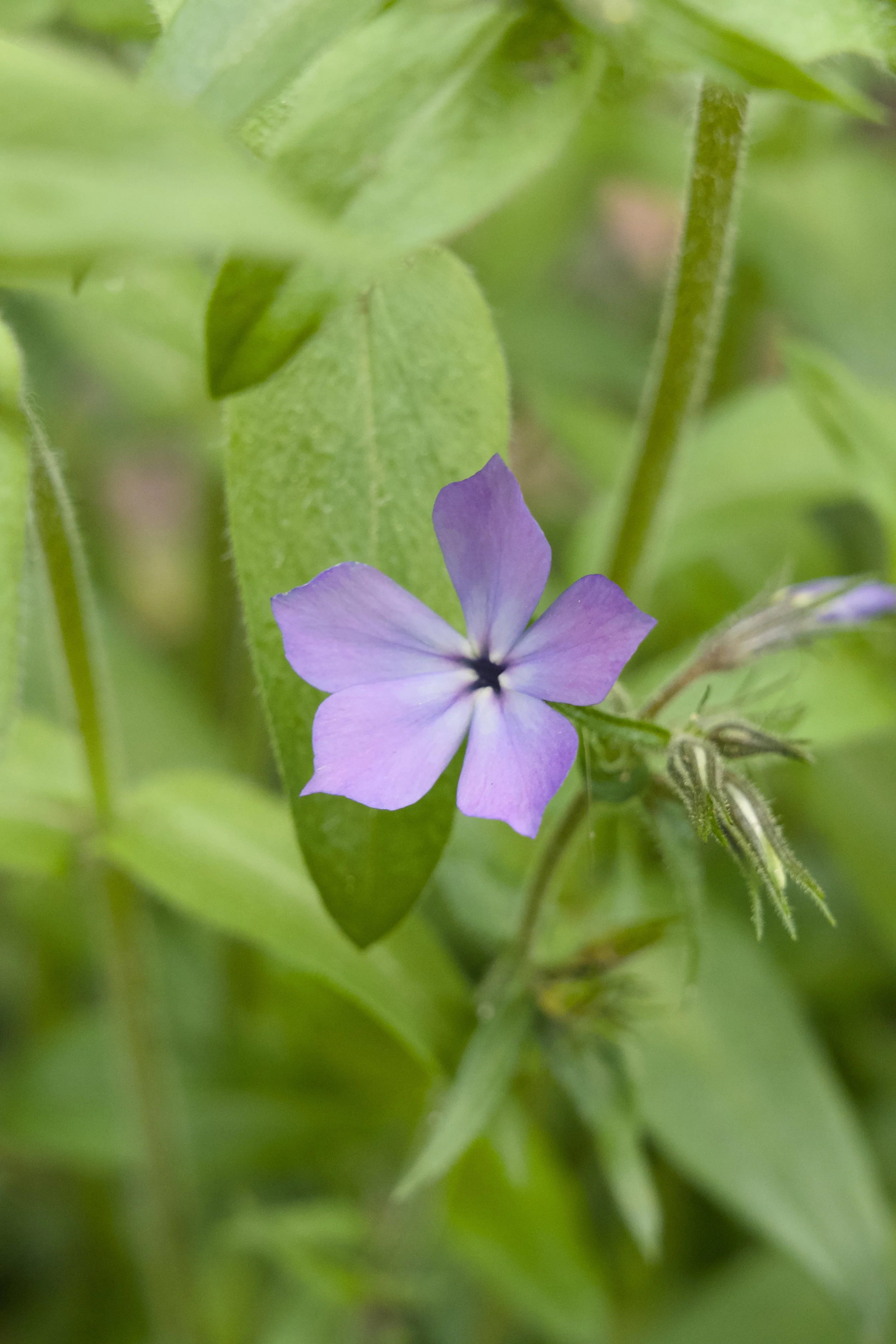 Phlox divaricata 'Blue Moon'
