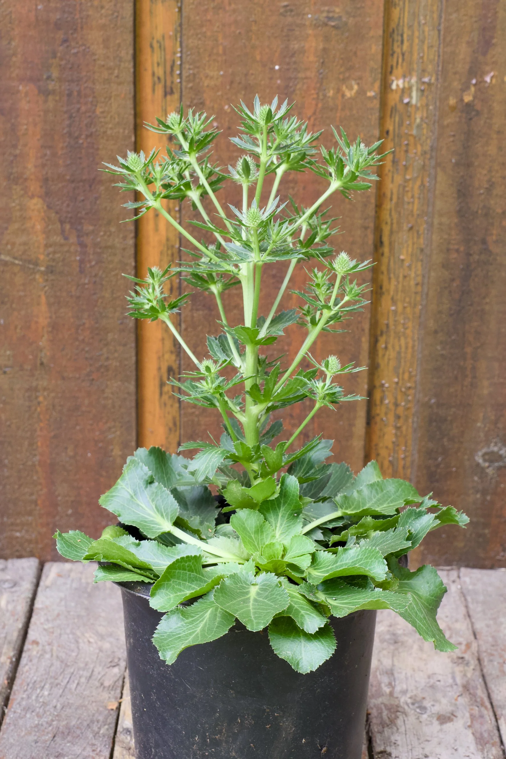 Eryngium planum 'Blue Hobbit’.jpg