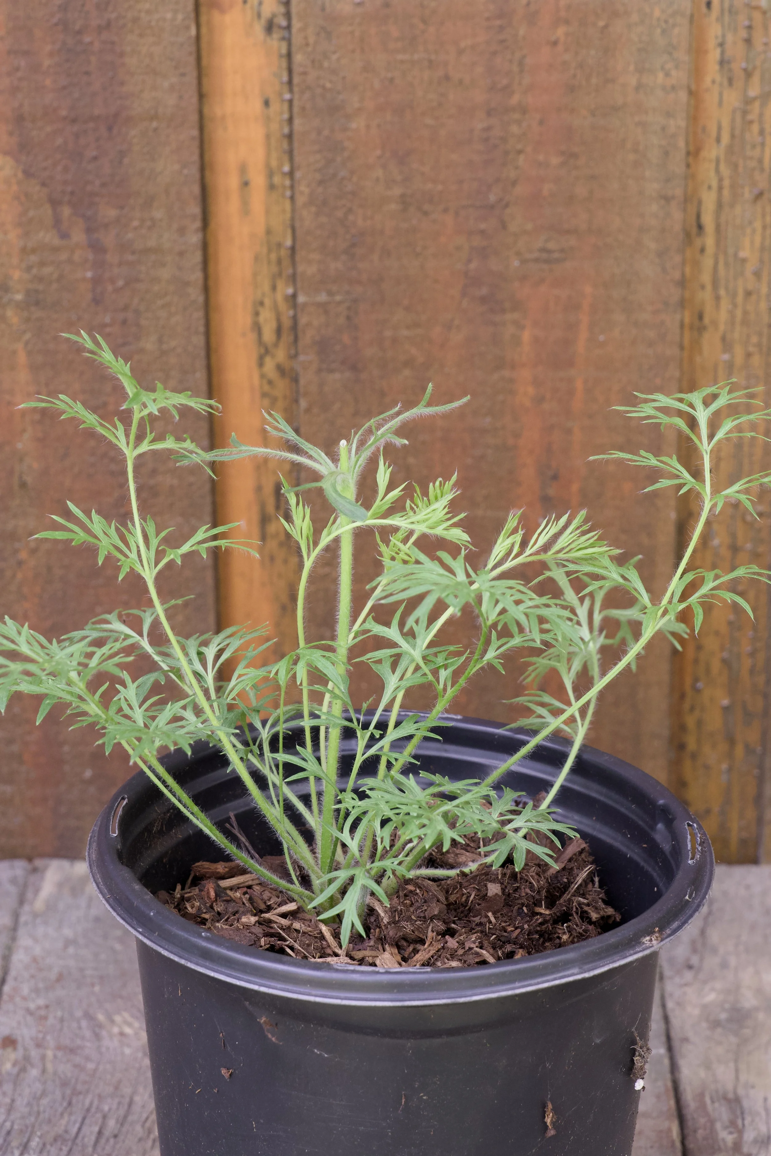 Pulsatilla vulgaris.jpg