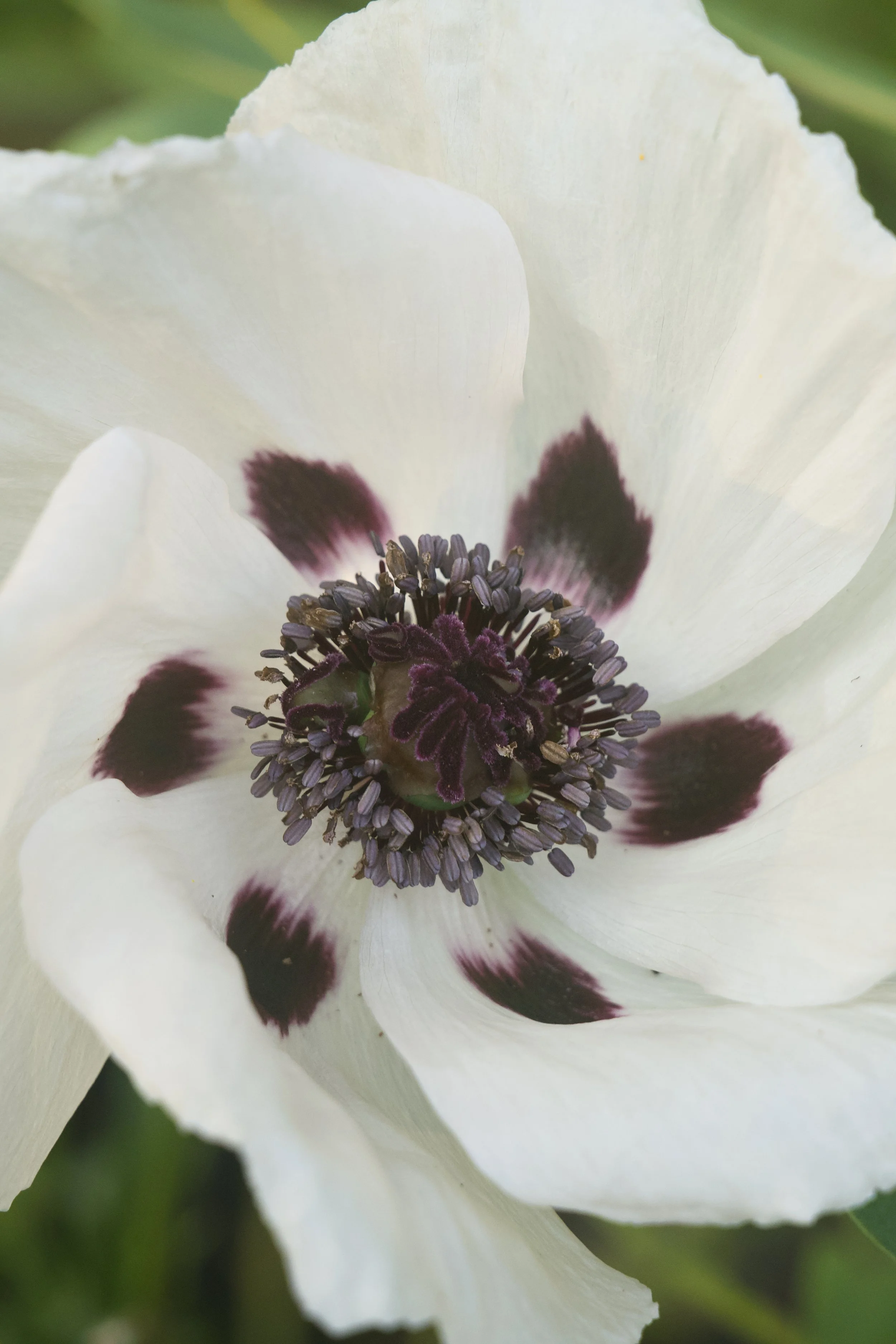 Papaver orientale 'Royal Wedding'