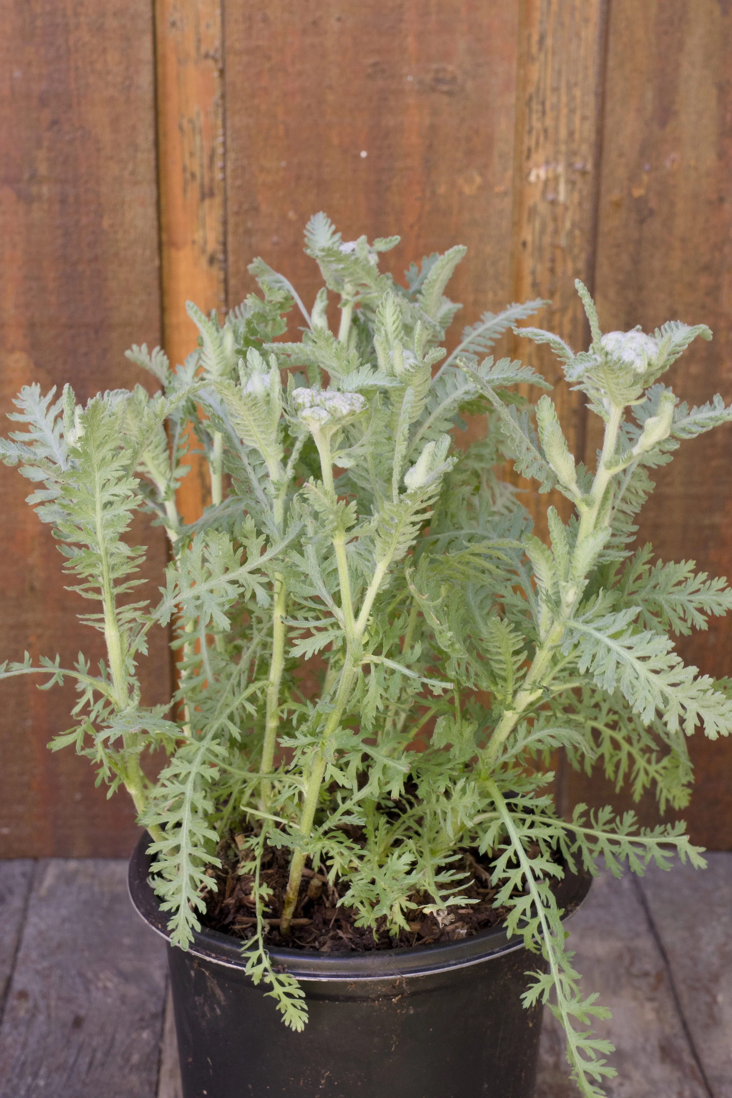 Achillea millefolium ‘Moonshine’.jpg