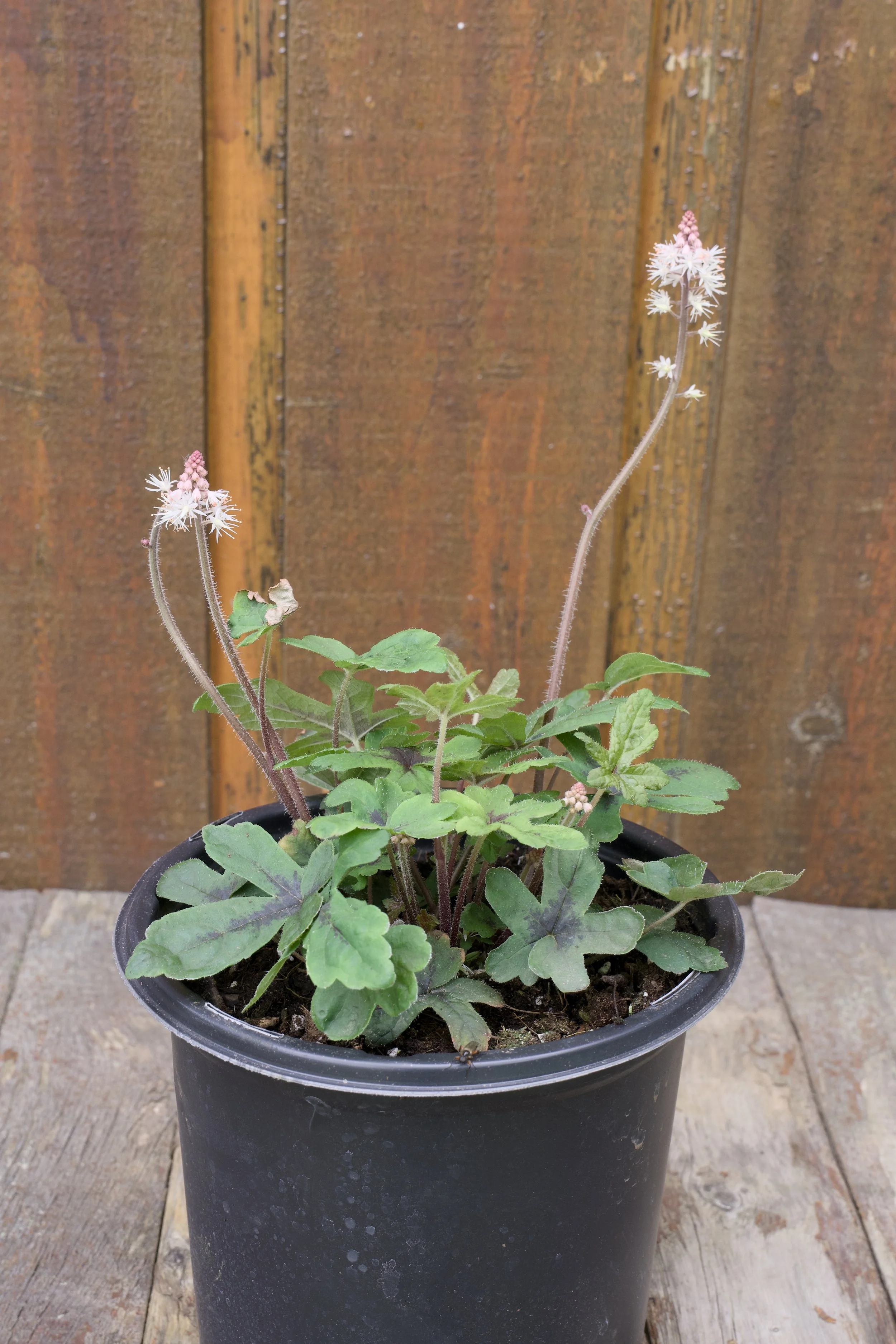 Tiarella ‘Spring Symphony’.jpg