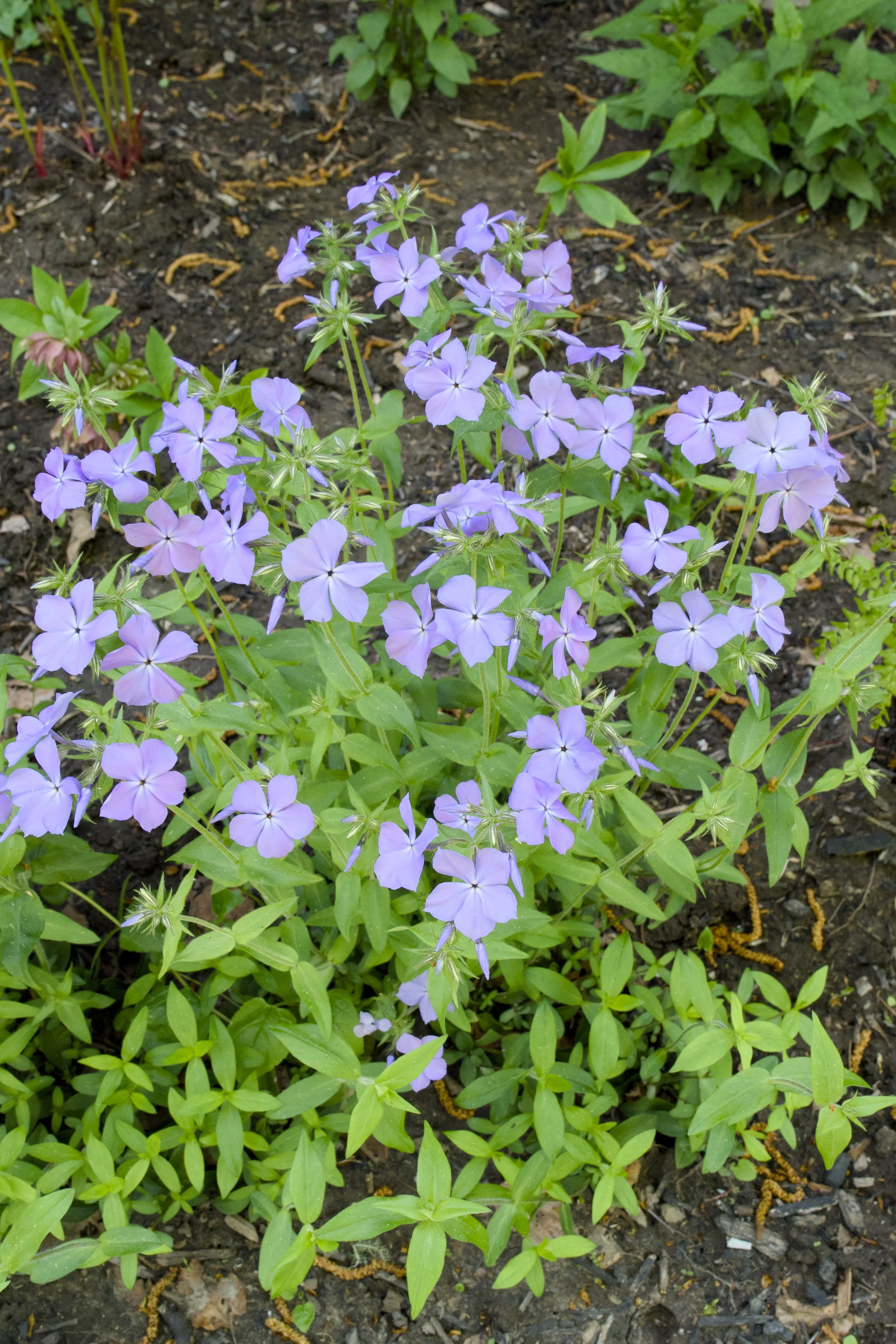 Phlox divaricata ‘Blue Moon’ Planted.jpg