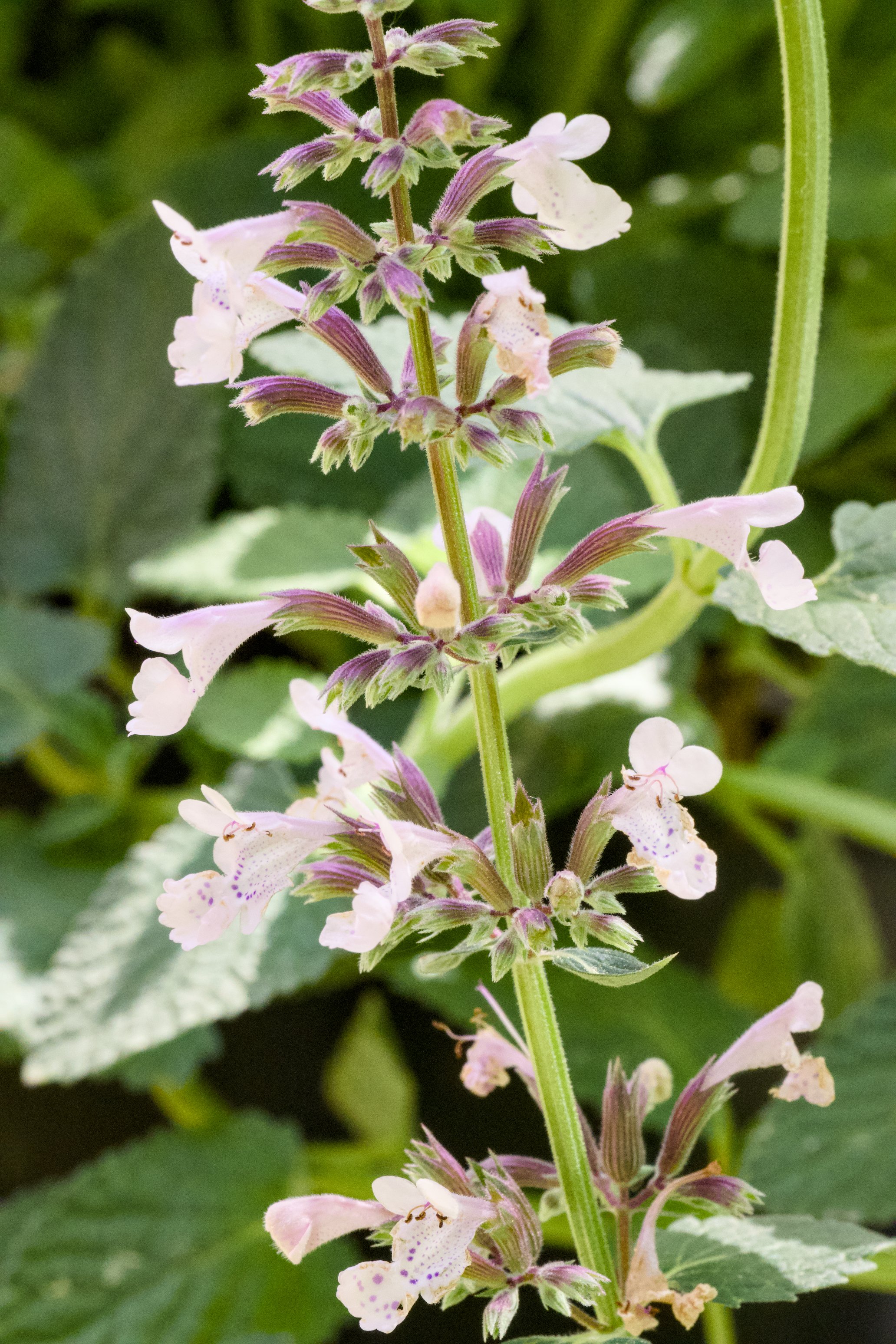 Nepeta faassenii 'Whispurr Pink'