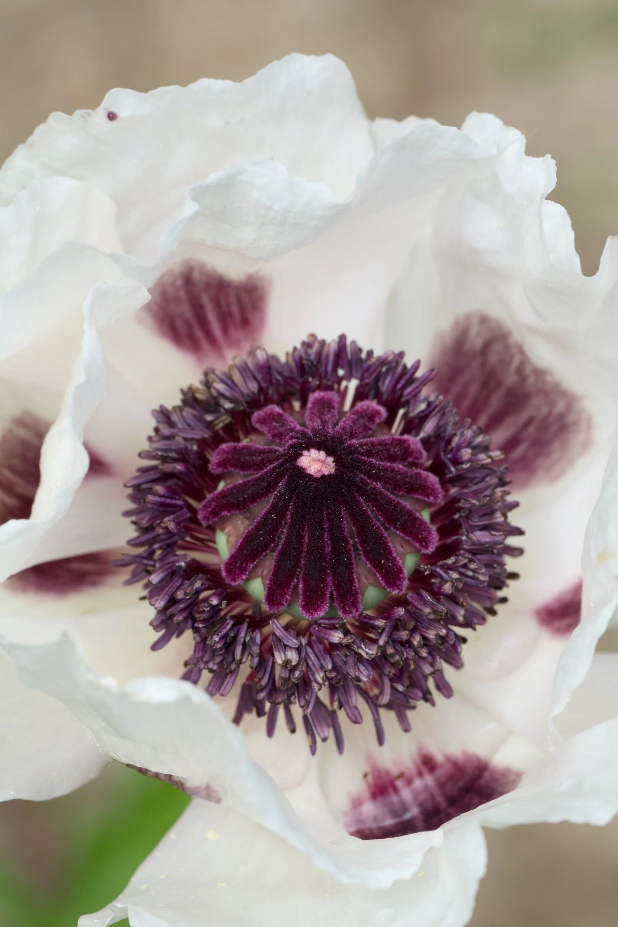 Papaver orientale 'Royal Wedding'