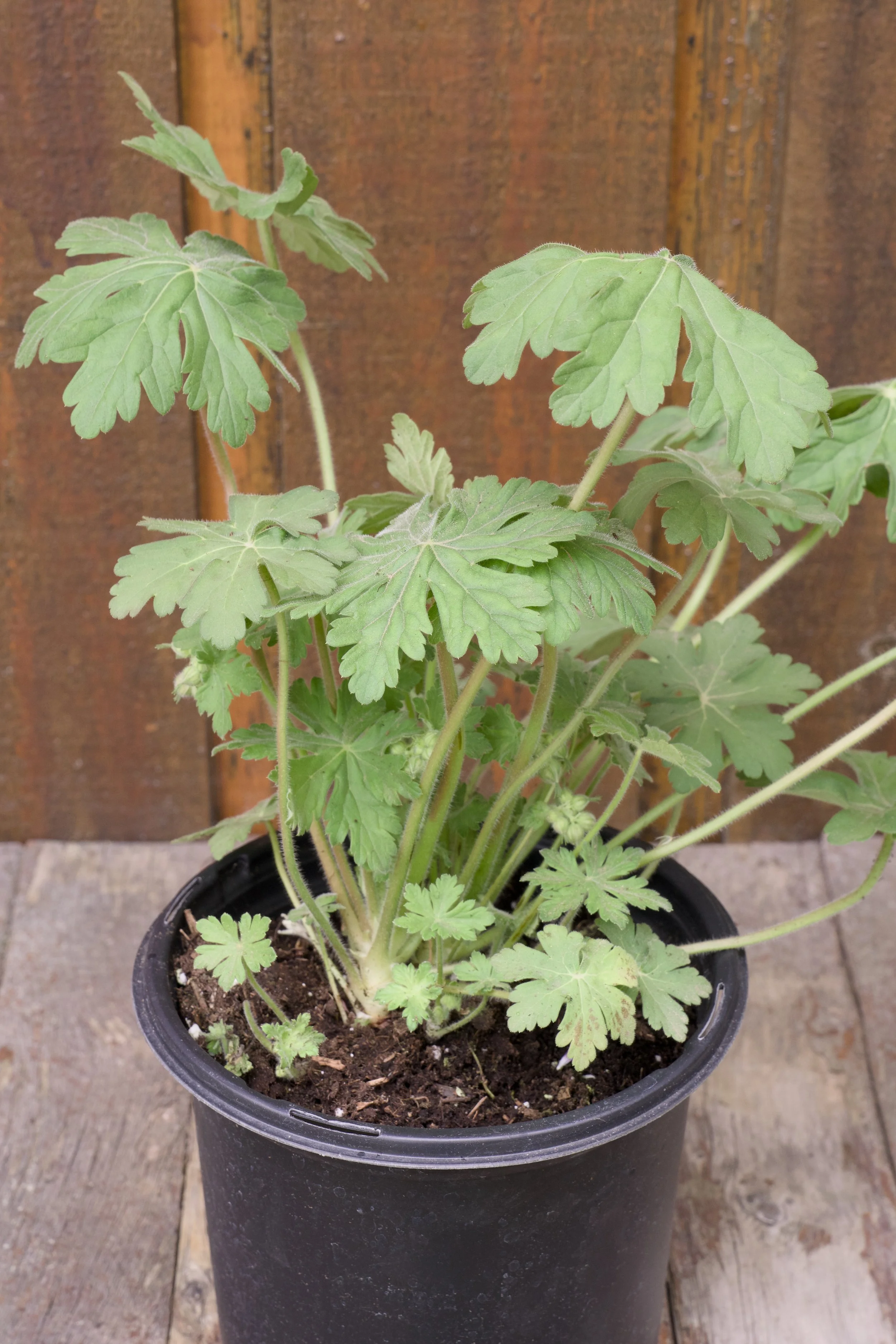 Geranium macrorrhizum ‘Bevan’s Variety’.jpg