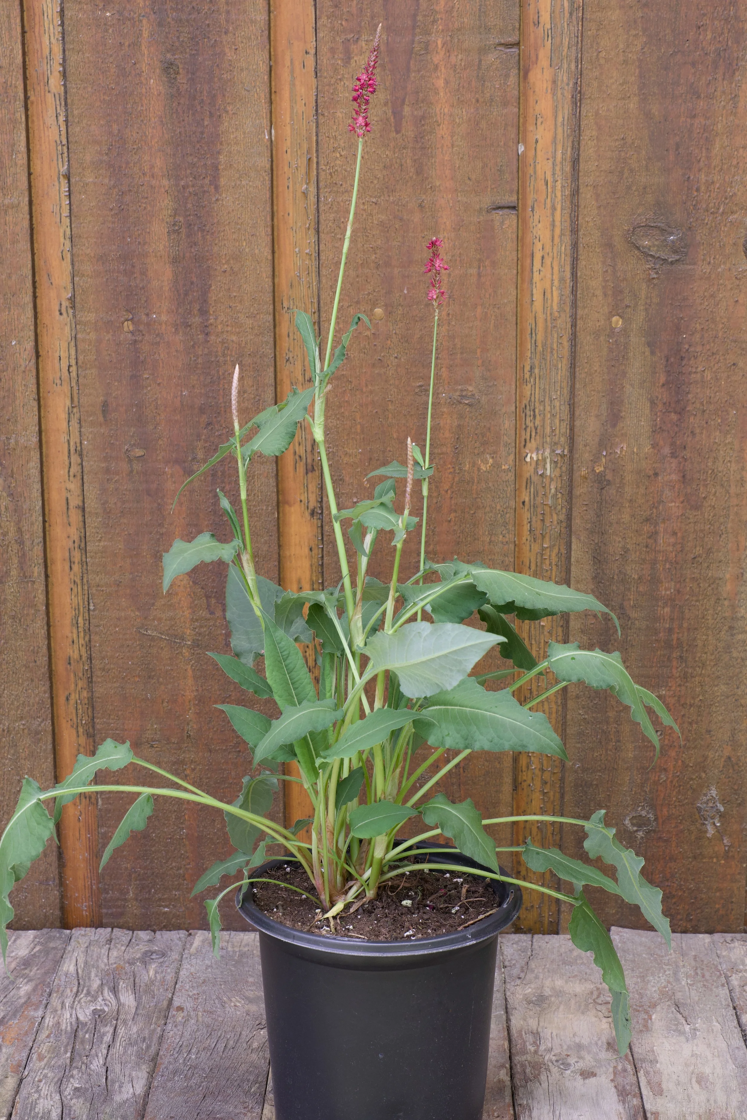Persicaria amplexicaulis ‘Firetail’.jpg